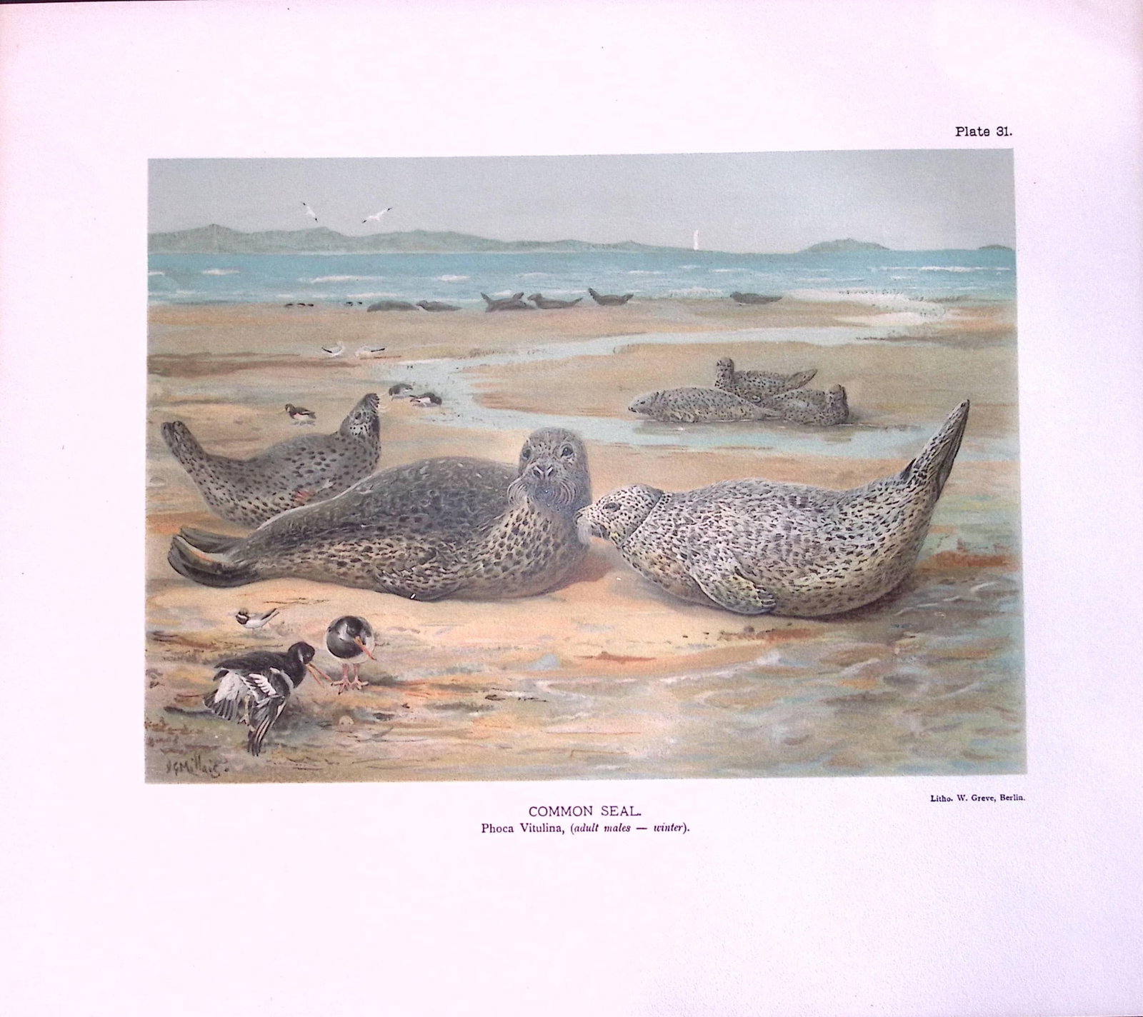 Job-Lot J.G. Millais Rare Limited-Edition Seal Family Species Antique Prints-11 - 2