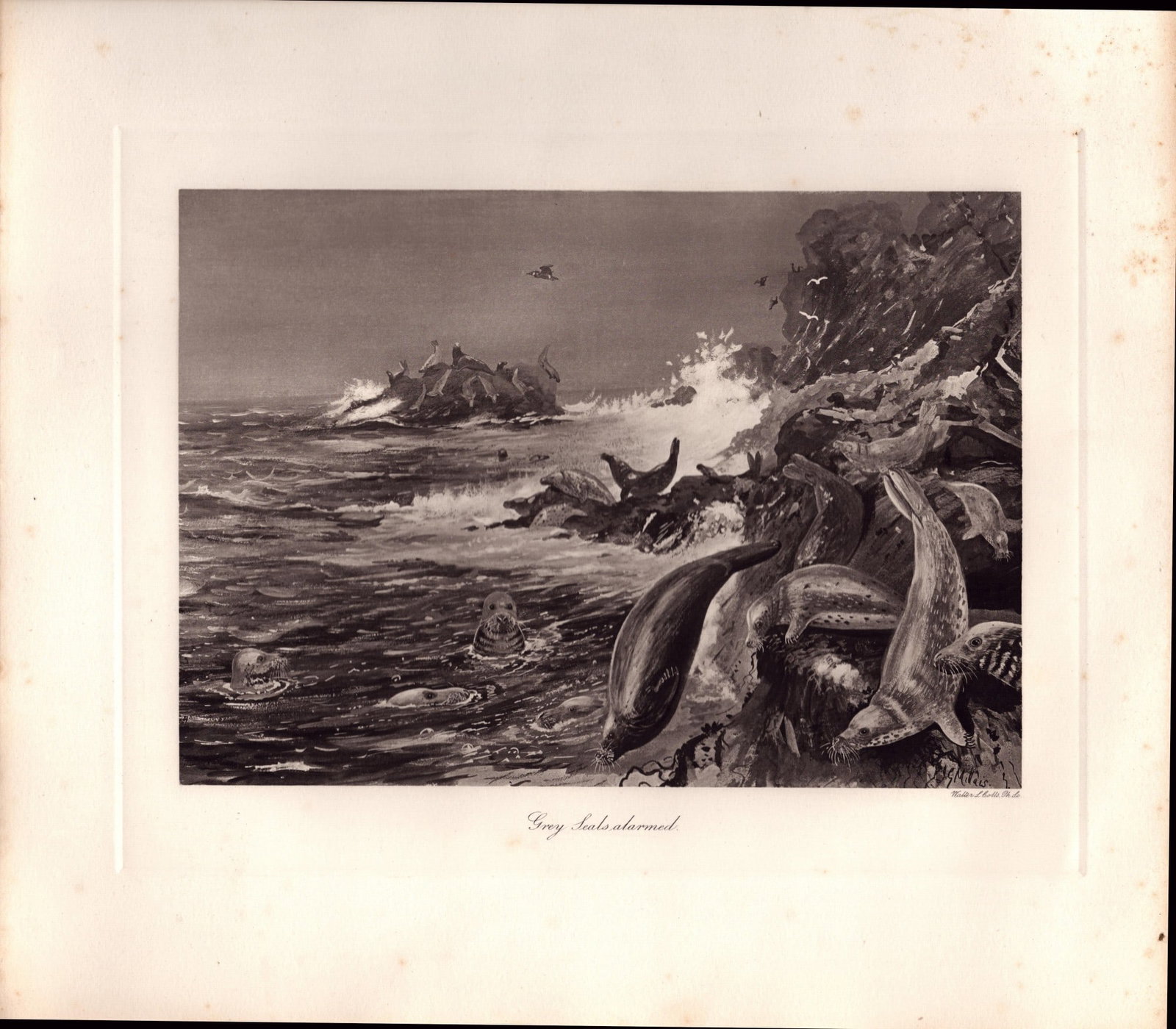 Job-Lot J.G. Millais Rare Limited-Edition Seal Family Species Antique Prints-11 - 3