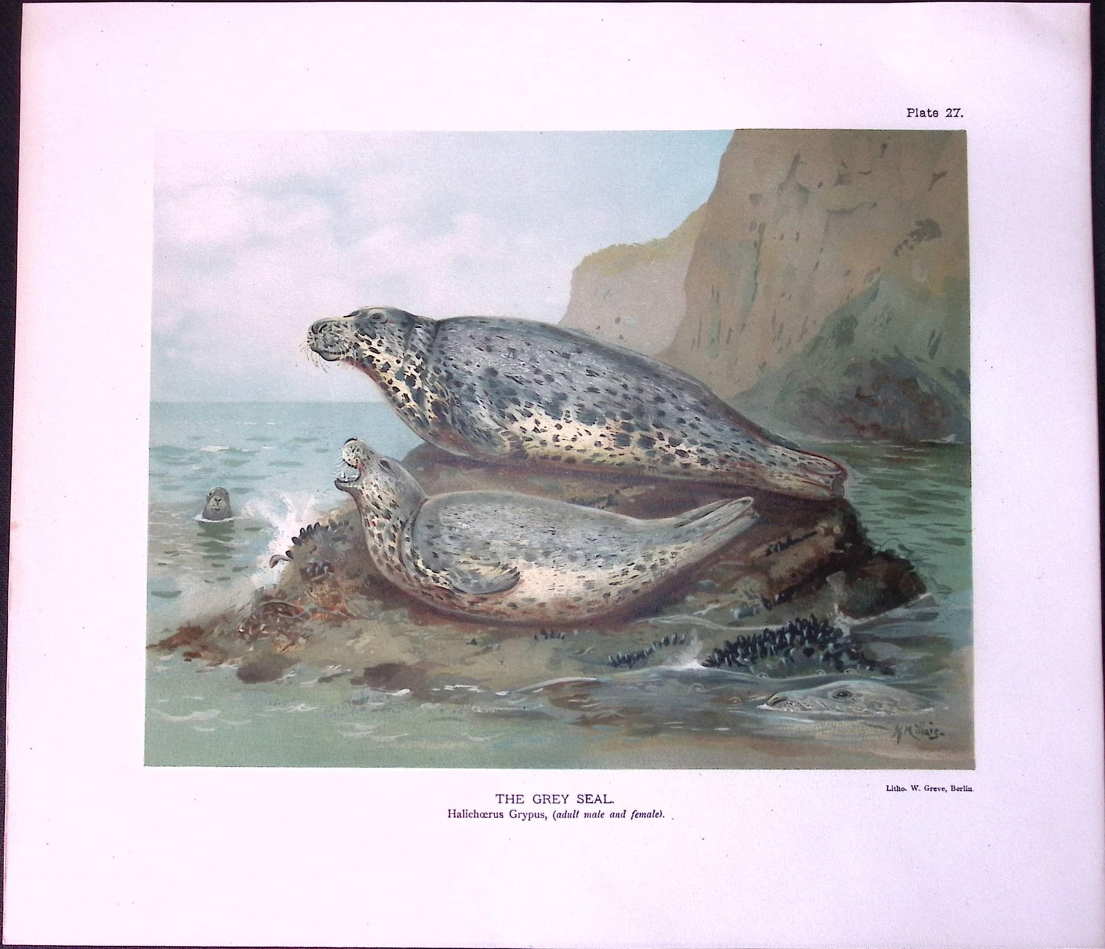 Job-Lot J.G. Millais Rare Limited-Edition Seal Family Species Antique Prints-11 - 4