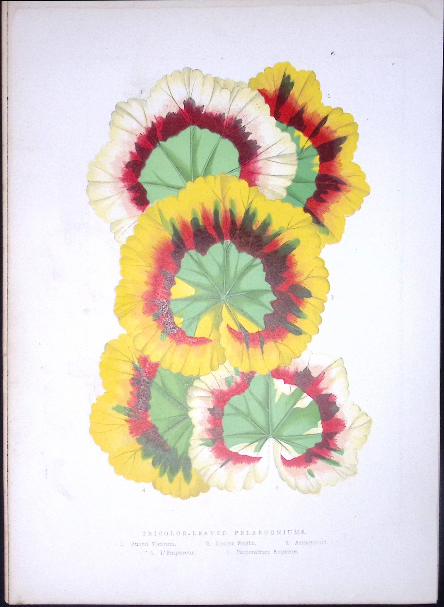 Tricolour Leaved Pelargoniums Antique Shirley Hibbard Greenhouse Coloured Print-18: Title: Tricolour Leaved Pelargoniums Antique Shirley Hibbard Greenhouse Coloured Print-18 Description: This Coloured Antique Print Measure Approximately 9.5” X 6.5” (Inches) 274. x