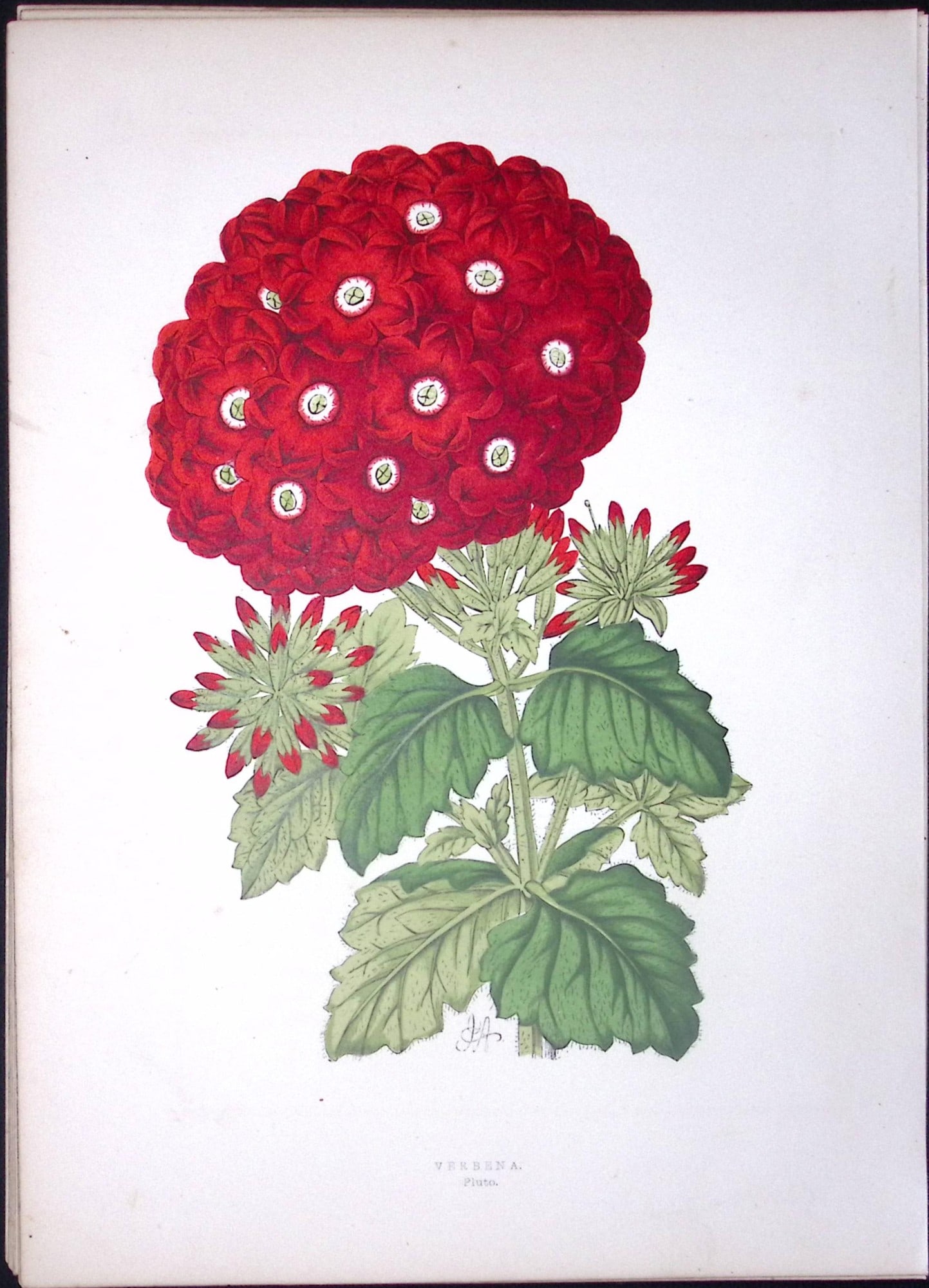 Verbena Flower Antique Shirley Hibbard Greenhouse Coloured Print-8: Title: Verbena Flower Antique Shirley Hibbard Greenhouse Coloured Print-8 Description: This Coloured Antique Print Measure Approximately 9.5” X 6.5” (Inches) 274. x 241.3