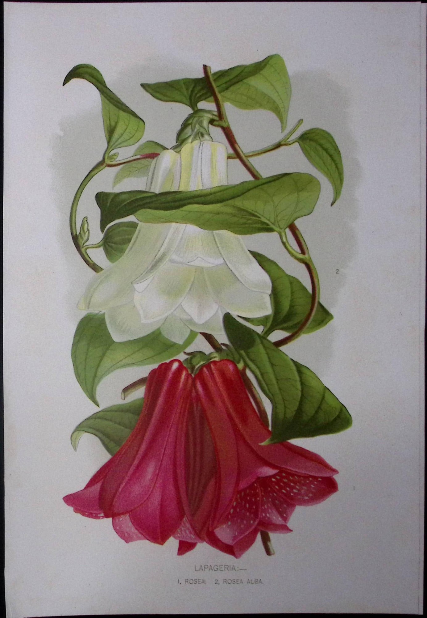 Lapageria or Chilean Bellflower Antique Edwardian Robert Thompson Print-12 (1 of 2)