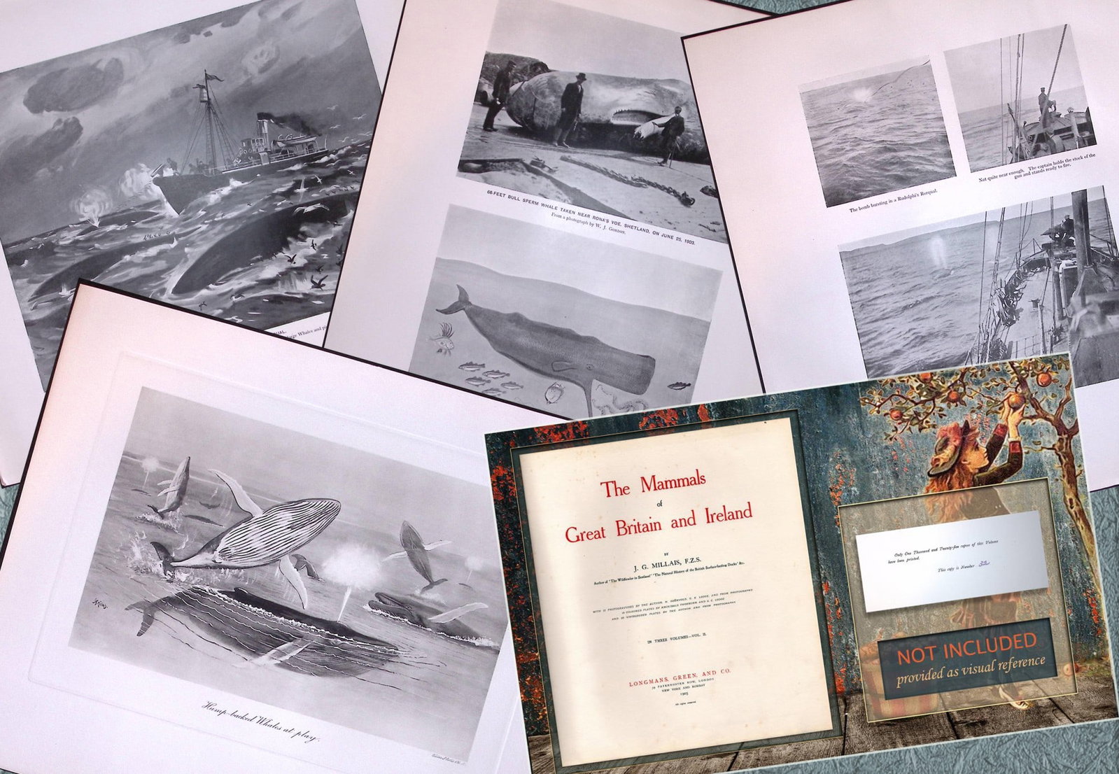 Job-Lot J.G. Millais Rare Limited-Edition Whales Family Species Antique Prints-8 (1 of 7)