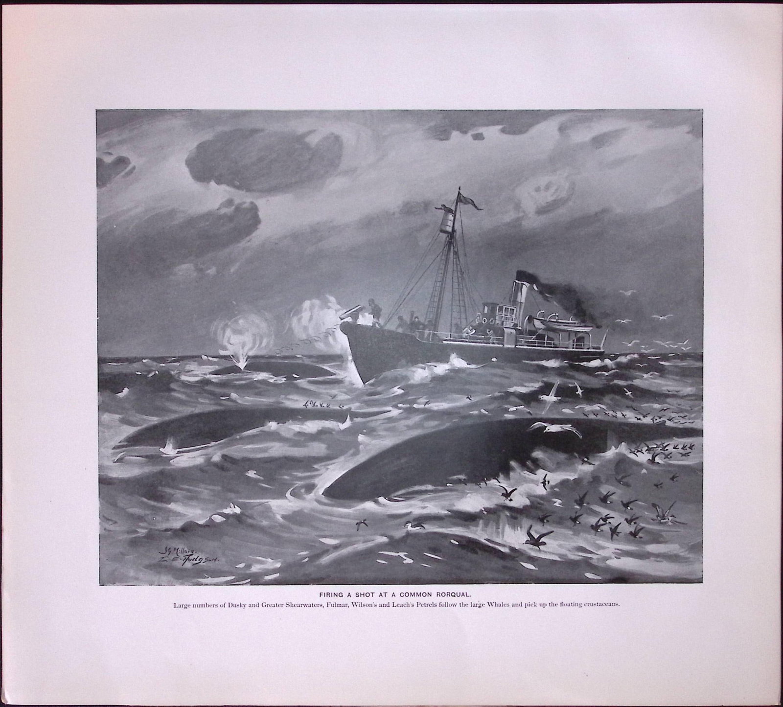 Job-Lot J.G. Millais Rare Limited-Edition Whales Family Species Antique Prints-8 - 2