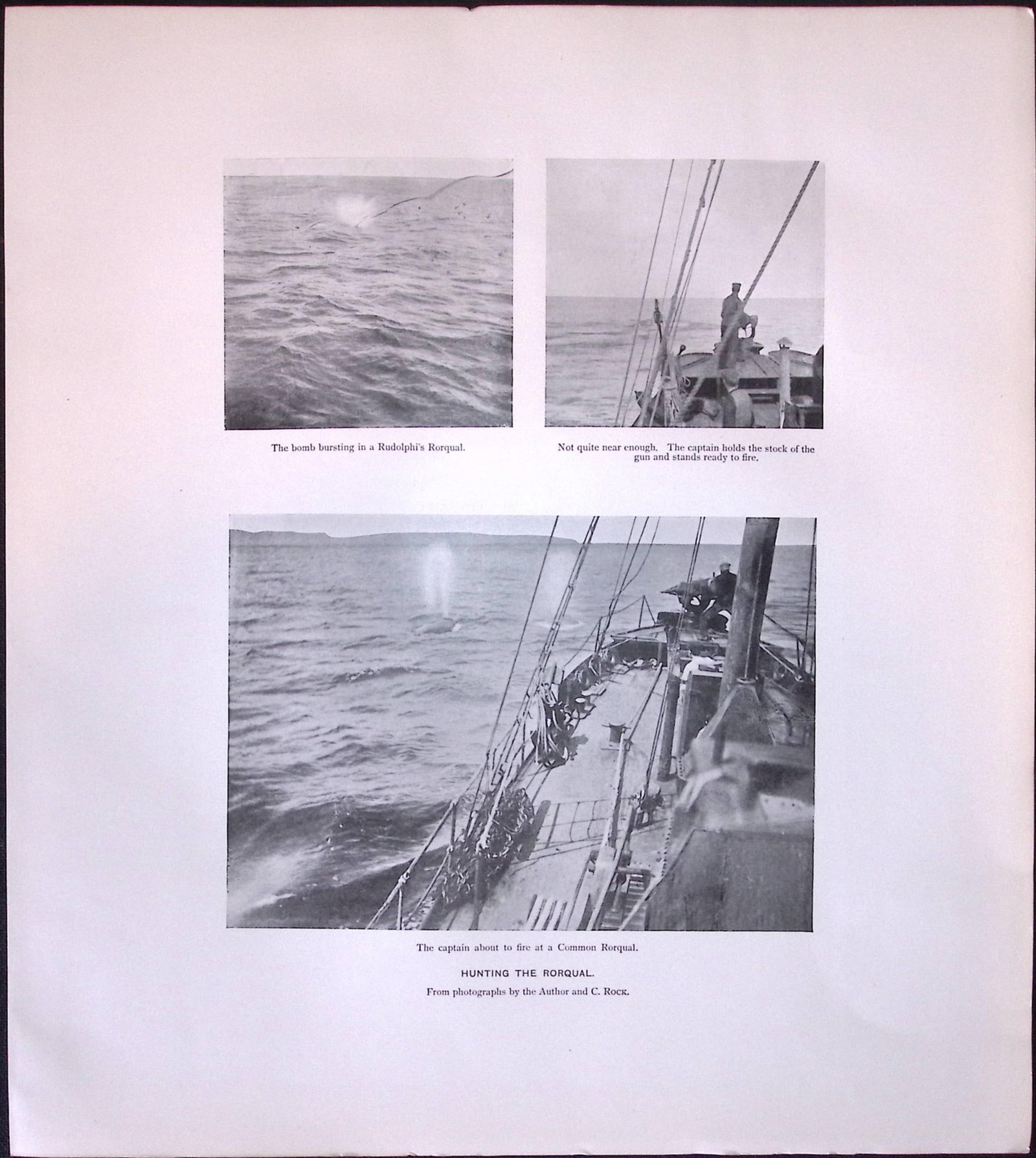 Job-Lot J.G. Millais Rare Limited-Edition Whales Family Species Antique Prints-8 - 5