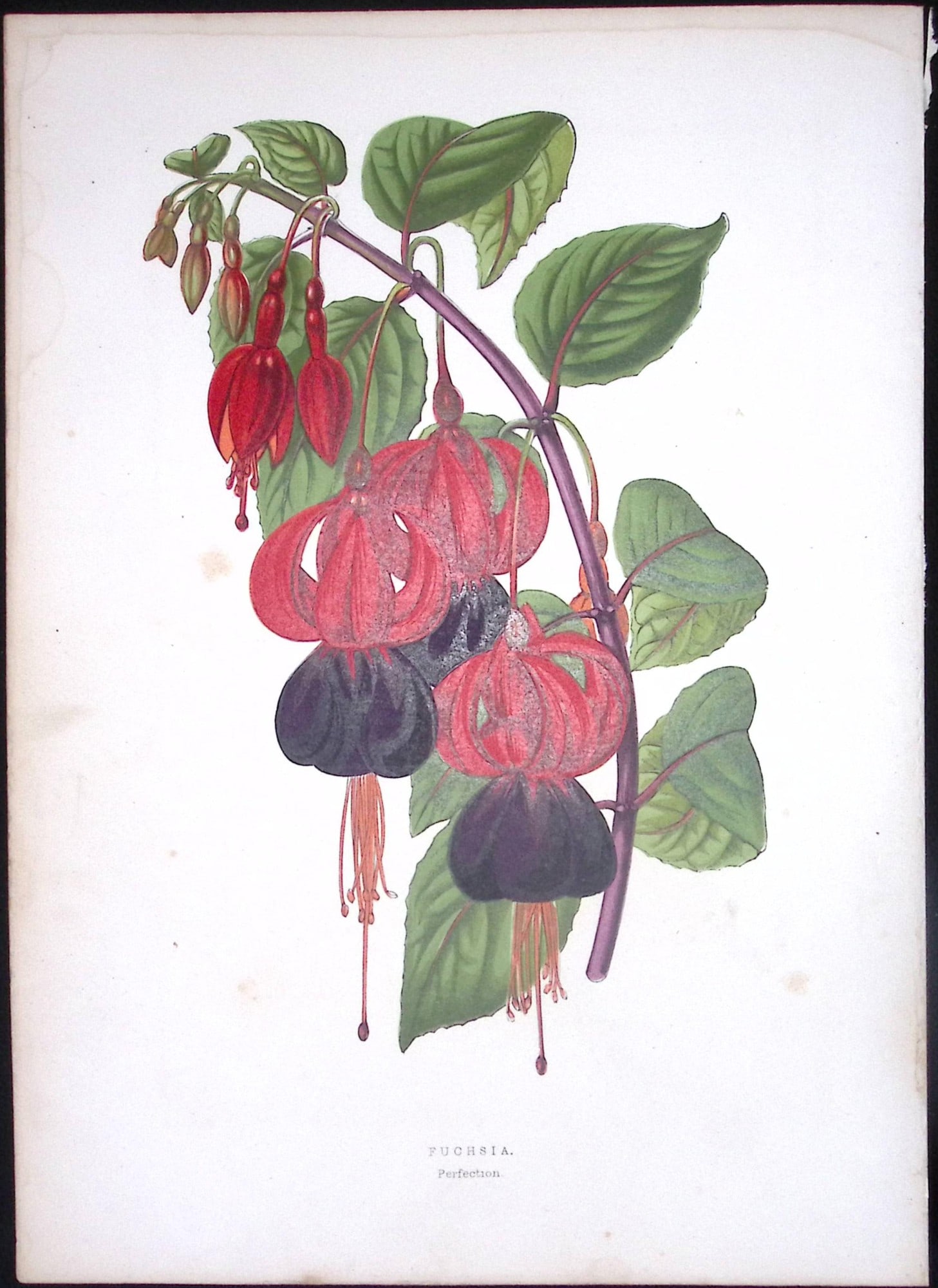 Fuchsia Flower Antique Shirley Hibbard Greenhouse Coloured Print-29: Title: Fuchsia Flower Antique Shirley Hibbard Greenhouse Coloured Print-29 Description: This Coloured Antique Print Measure Approximately 9.5” X 6.5” (Inches) 274. x 241.3 (