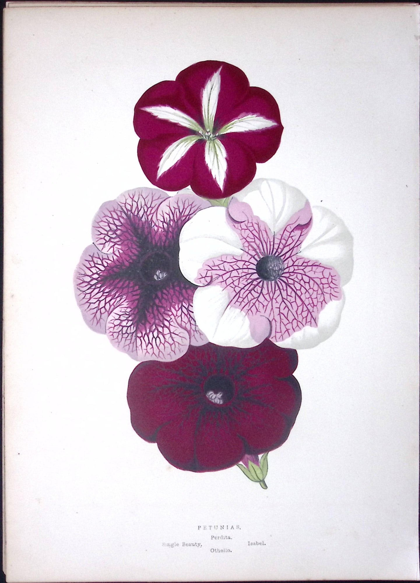 Purple Petunias Flower Antique Shirley Hibbard Greenhouse Coloured Print-9: Title: Purple Petunias Flower Antique Shirley Hibbard Greenhouse Coloured Print-9 Description: This Coloured Antique Print Measure Approximately 9.5” X 6.5” (Inches) 274. x 241.3