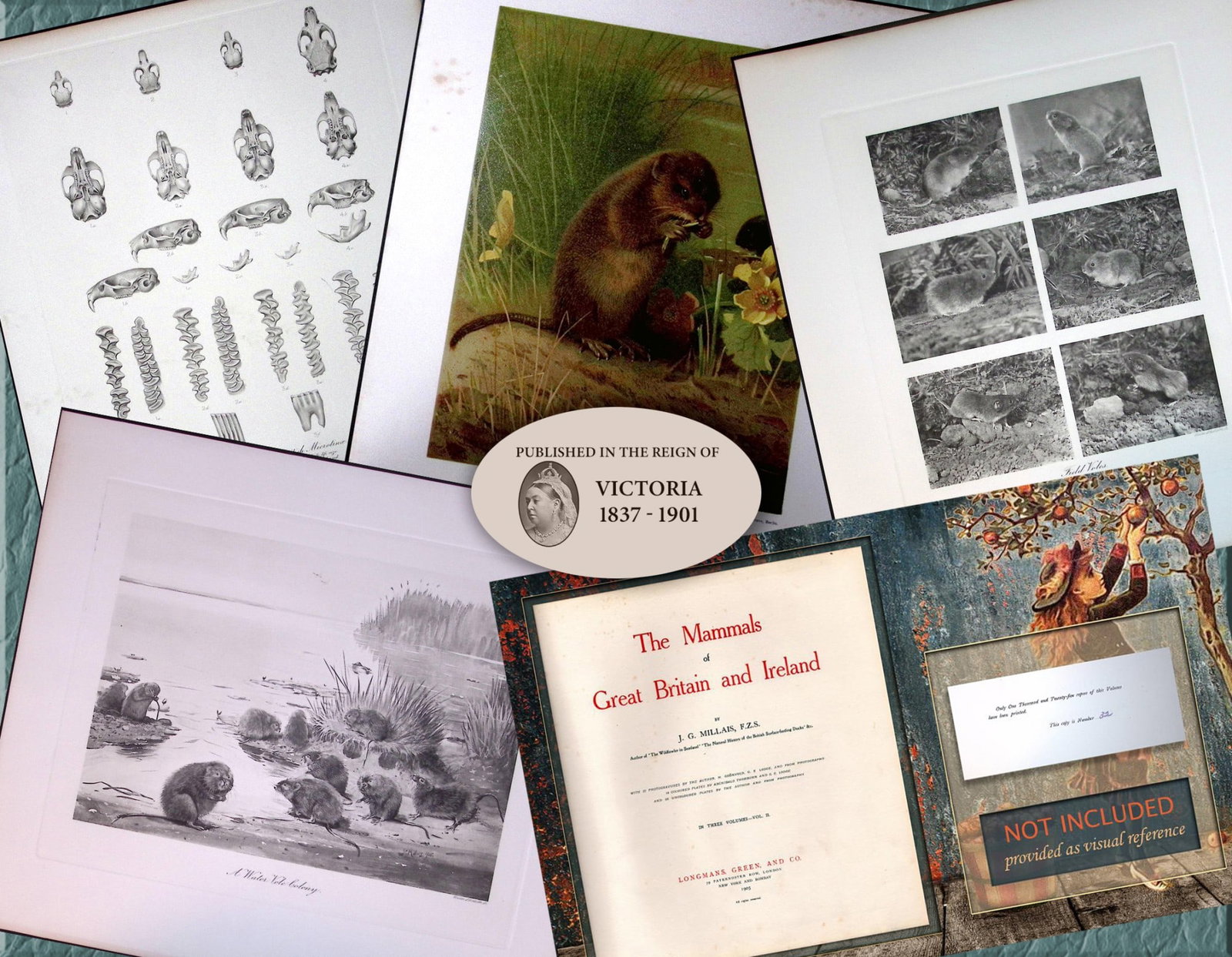 Job-Lot J.G. Millais Rare Limited-Edition The Vole Family Antique Prints-24 (1 of 6)
