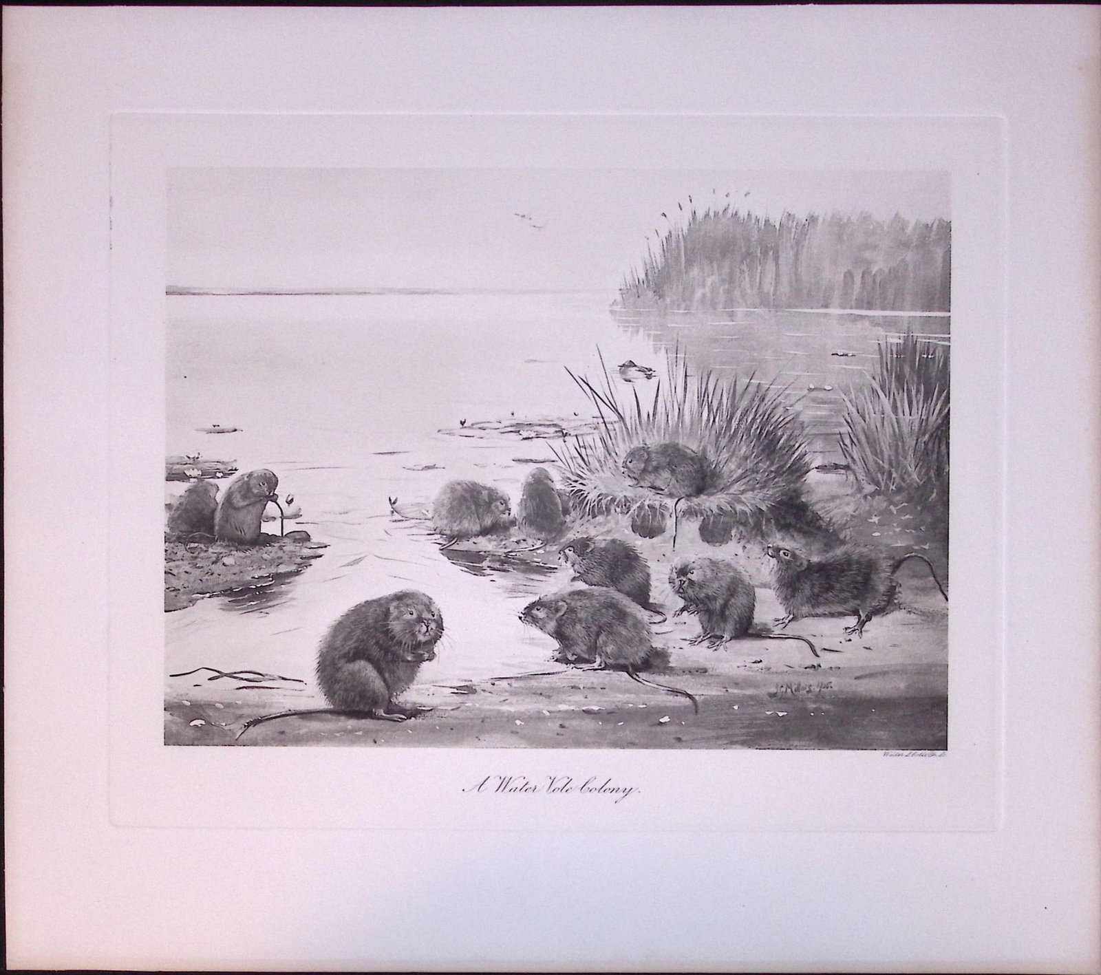 Job-Lot J.G. Millais Rare Limited-Edition The Vole Family Antique Prints-24 - 2