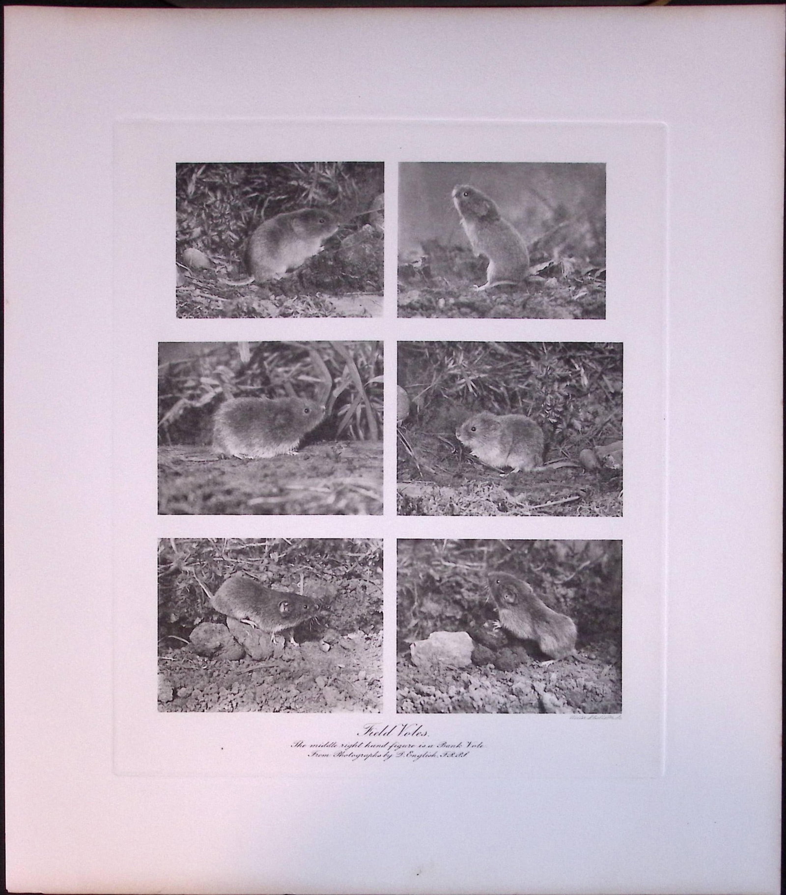 Job-Lot J.G. Millais Rare Limited-Edition The Vole Family Antique Prints-24 - 3