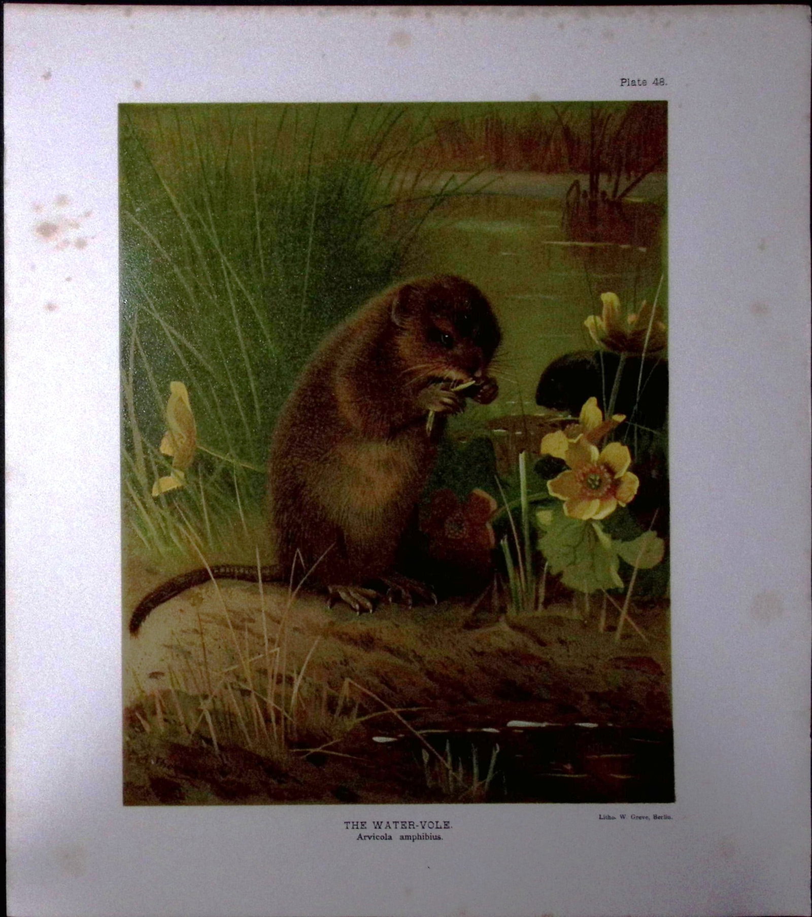 Job-Lot J.G. Millais Rare Limited-Edition The Vole Family Antique Prints-24 - 4