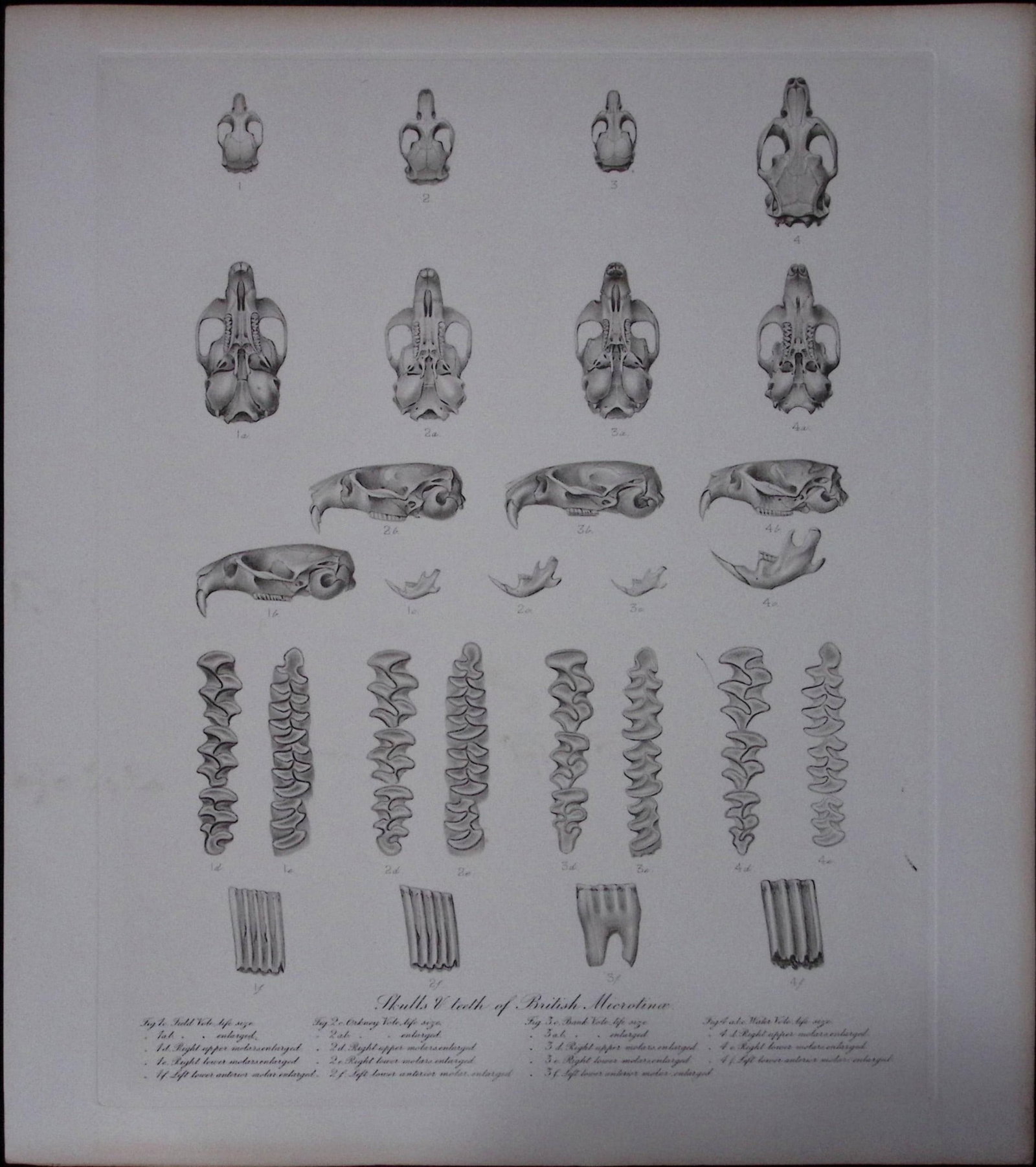 Job-Lot J.G. Millais Rare Limited-Edition The Vole Family Antique Prints-24 - 5