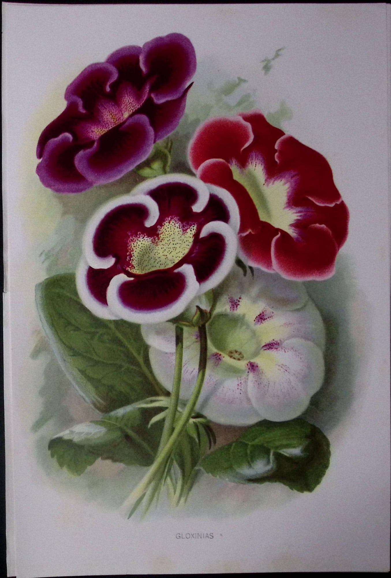 Gloxinias Flowers Antique Edwardian Robert Thompson Print-14: Title: Gloxinias Flowers Antique Edwardian Robert Thompson Print-14 Description: This Coloured Antique Print Measure Approximately 10.5” X 6.5” (Inches) 274. x 213.36 (mm). And Was