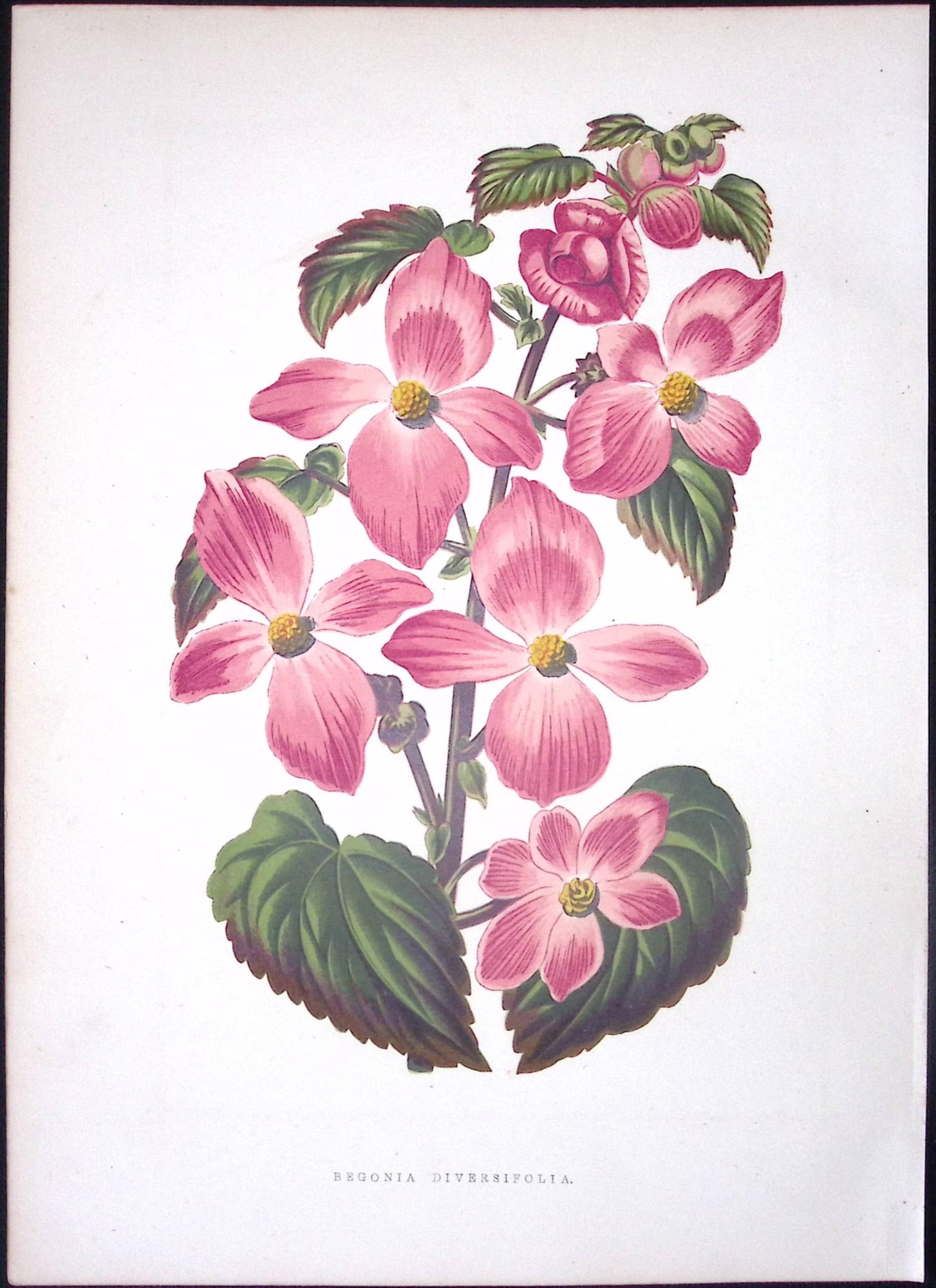 Begonia Diversifolia Flower Antique Shirley Hibbard Greenhouse Coloured Print-43: Title: Begonia Diversifolia Flower Antique Shirley Hibbard Greenhouse Coloured Print-43 Description: This Coloured Antique Print Measure Approximately 9.5” X 6.5” (Inches) 274. x