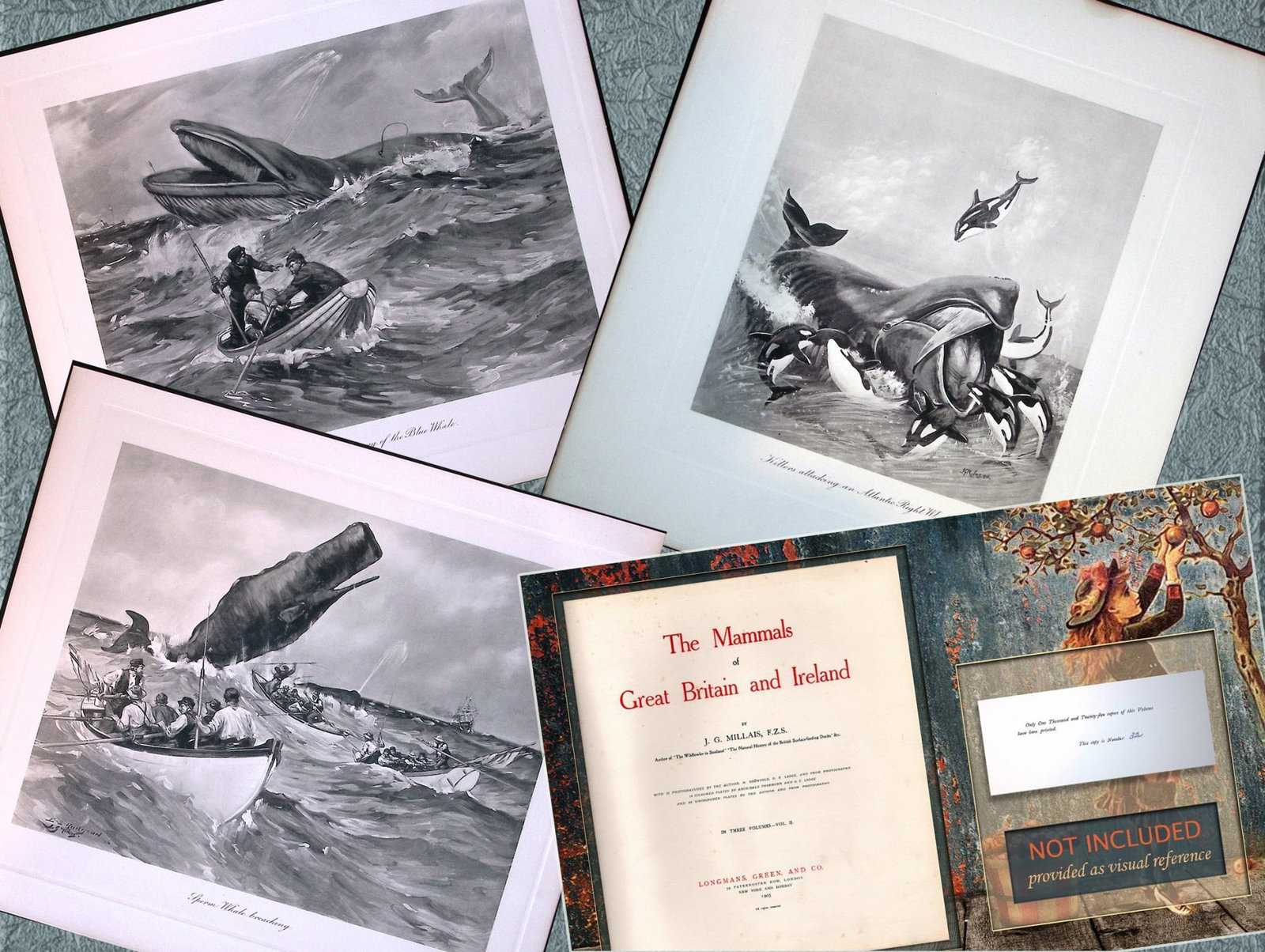 Job-Lot J.G. Millais Rare Limited-Edition Whales Family Species Antique Prints-7. (1 of 6)