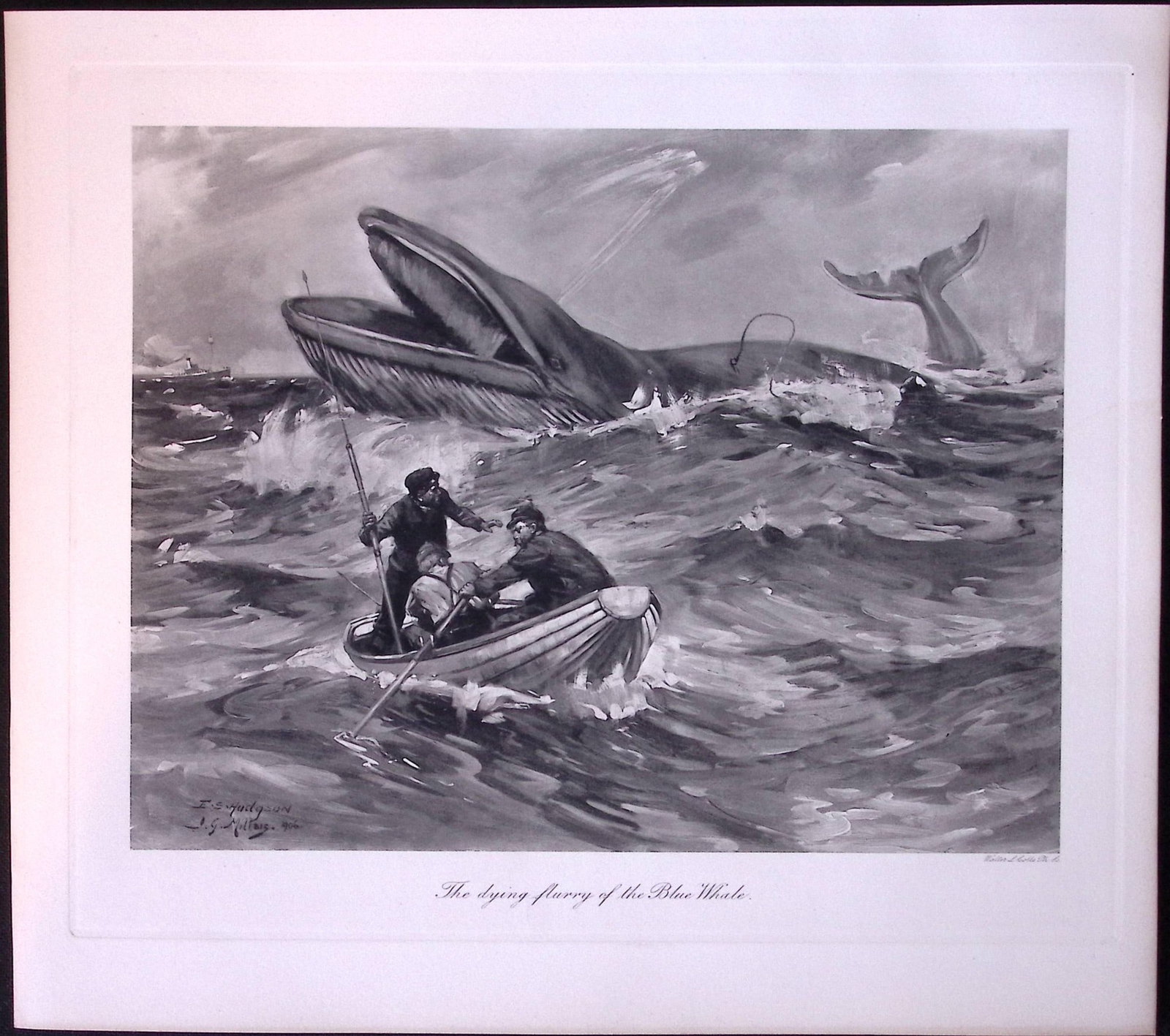 Job-Lot J.G. Millais Rare Limited-Edition Whales Family Species Antique Prints-7. - 2