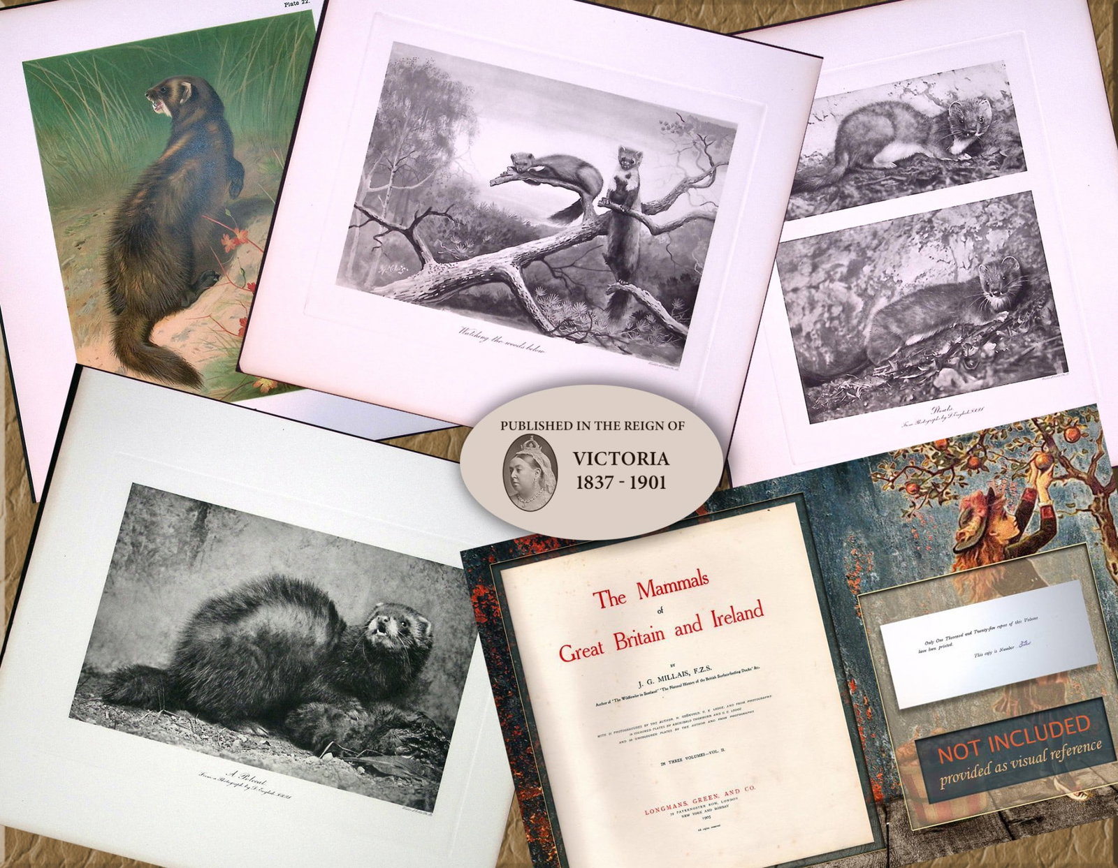 Job-Lot J.G. Millais Rare Limited-Edition Polecat Family Species Antique Prints-21 (1 of 7)