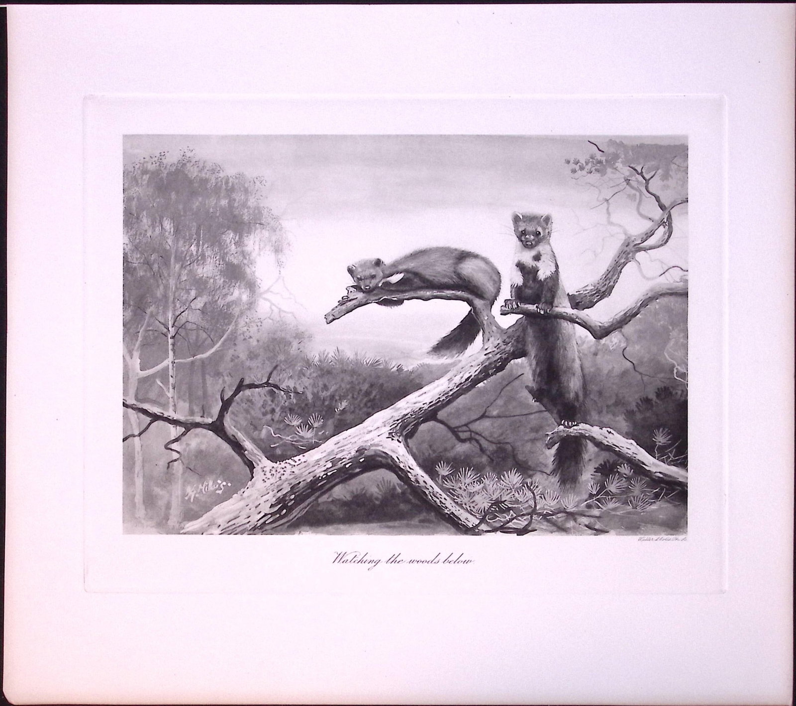 Job-Lot J.G. Millais Rare Limited-Edition Polecat Family Species Antique Prints-21 - 3