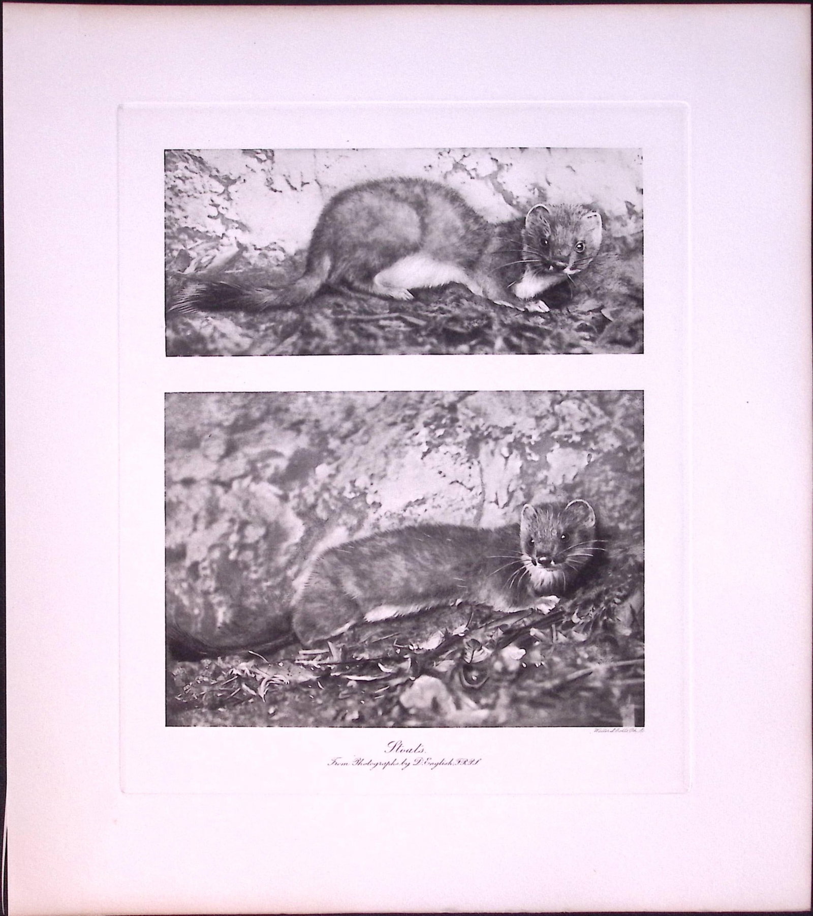Job-Lot J.G. Millais Rare Limited-Edition Polecat Family Species Antique Prints-21 - 4