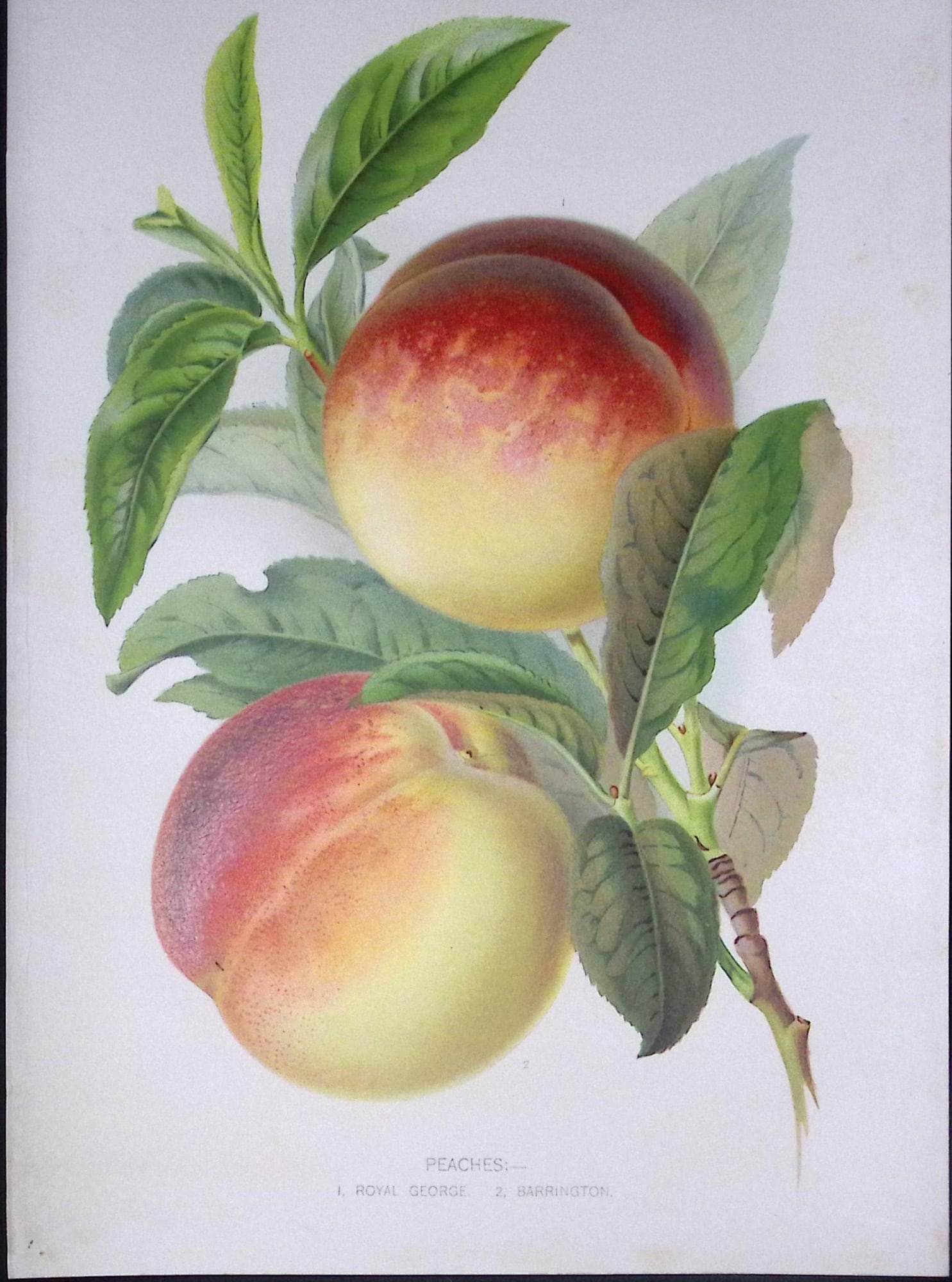 Selection Species of Peaches Antique Edwardian Robert Thompson Print-2: Title: Selection Species of Peaches Antique Edwardian Robert Thompson Print-2 Description: This Coloured Antique Print Measure Approximately 10.5” X 6.5” (Inches) 274. x 213.36