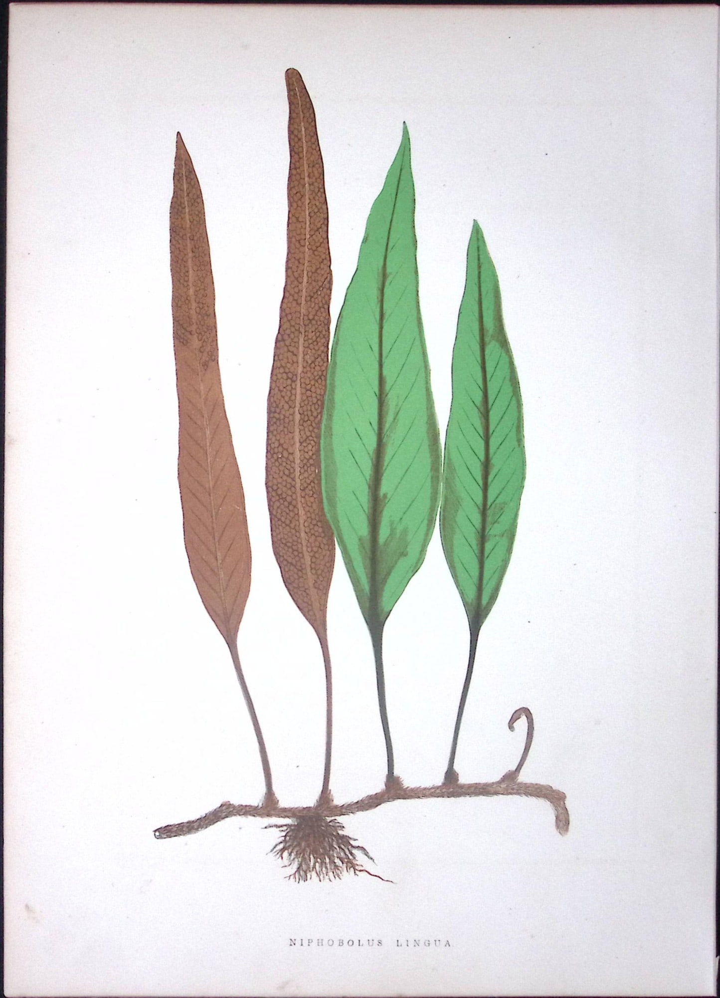 Niphoboolus Lingua Fern Antique Shirley Hibbard Greenhouse Coloured Print-6: Title: Niphoboolus Lingua Fern Antique Shirley Hibbard Greenhouse Coloured Print-6 Description: This Coloured Antique Print Measure Approximately 9.5” X 6.5” (Inches) 274. x