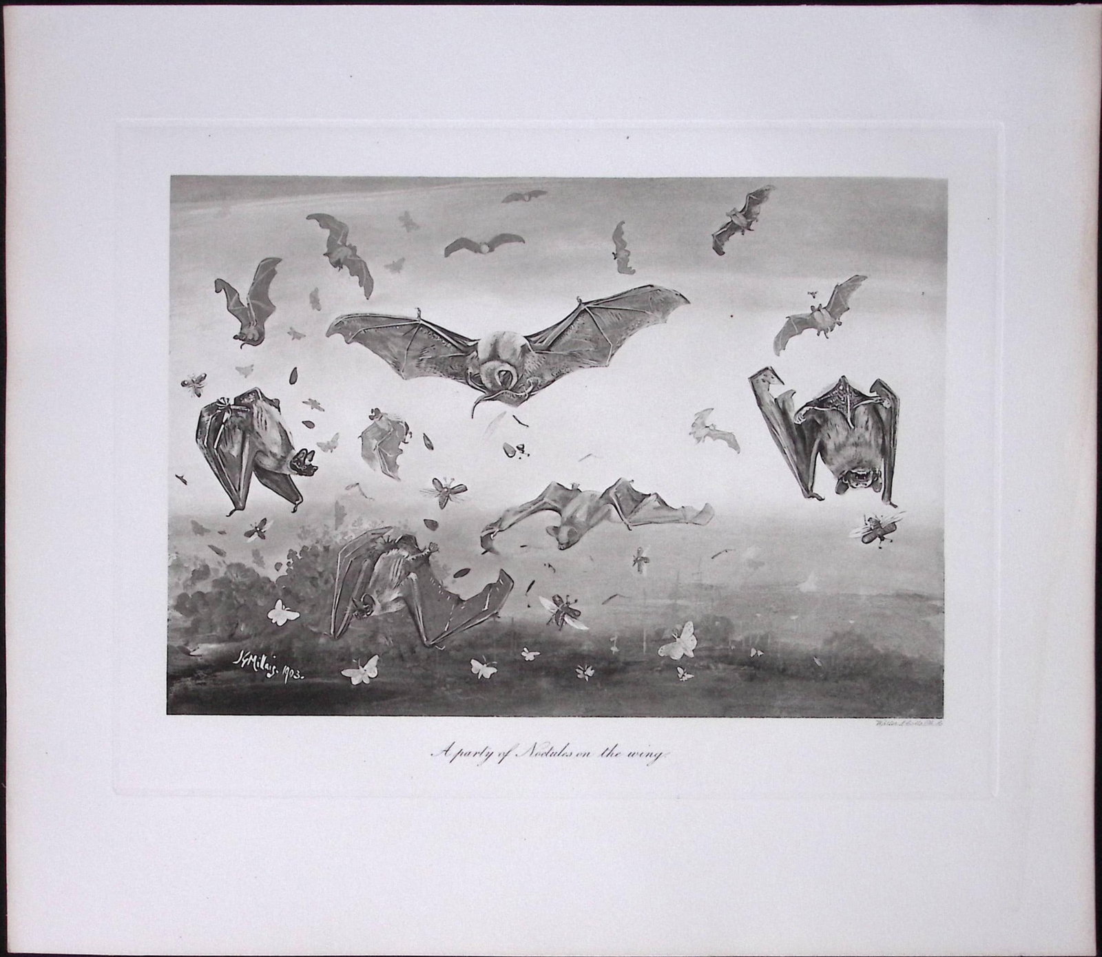 Job-Lot J.G. Millais Rare Limited-Edition The Bat Family Antique Prints-6 (1 of 6)