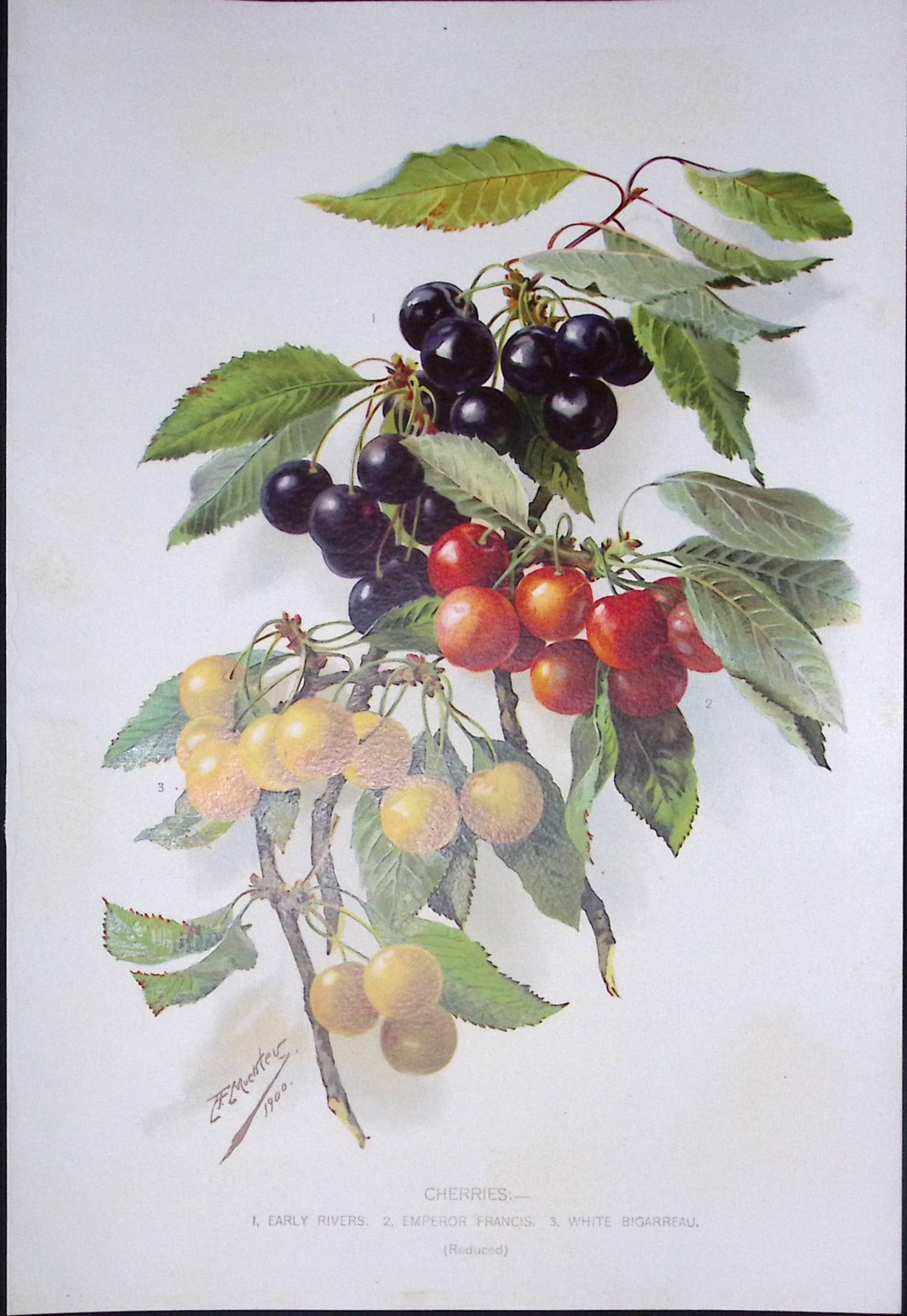 Selection Species of Cherries Antique Edwardian Robert Thompson Print-3: Title: Selection Species of Cherries Antique Edwardian Robert Thompson Print-3 Description: This Coloured Antique Print Measure Approximately 10.5” X 6.5” (Inches) 274. x 213.36