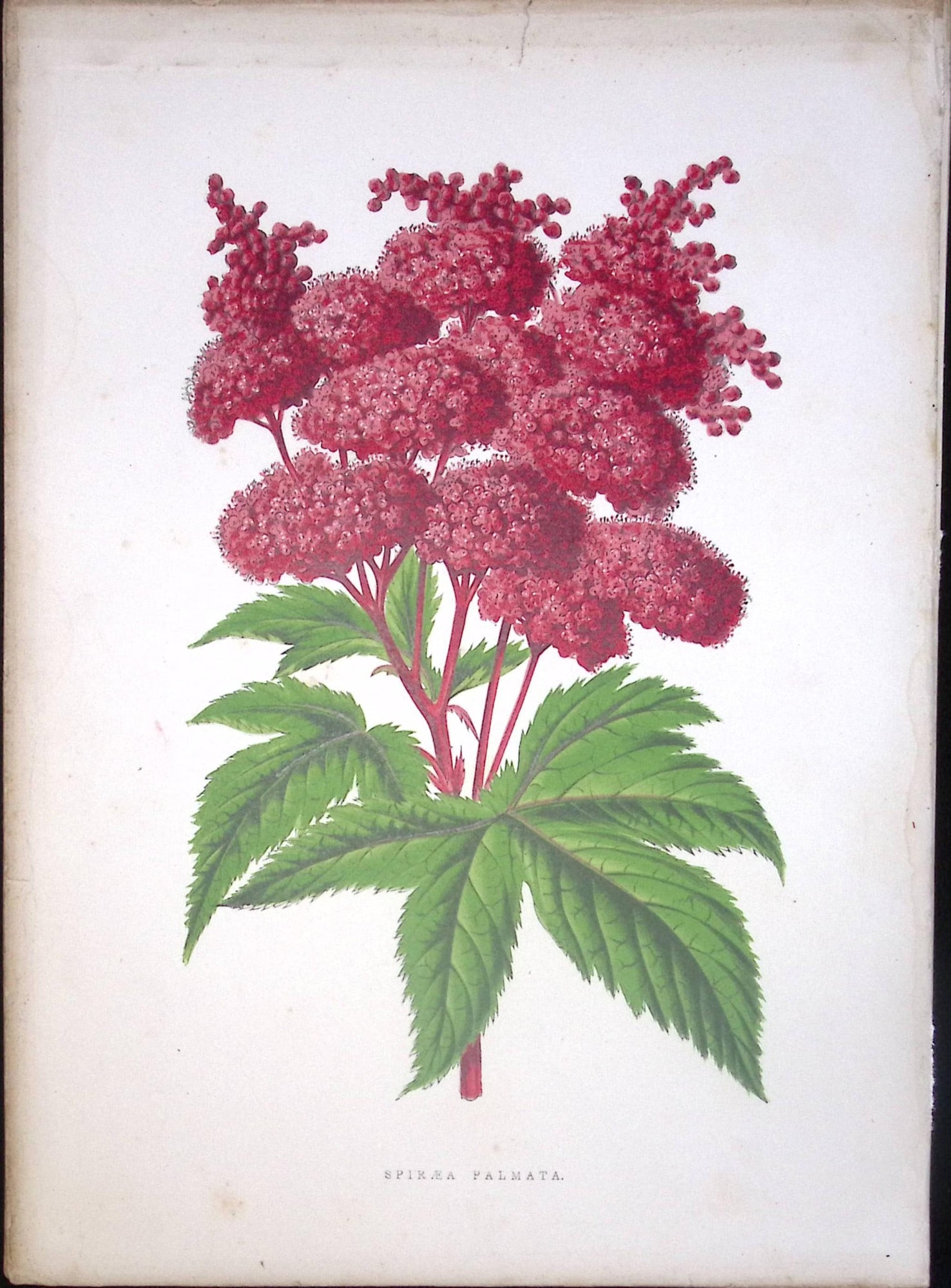 Spirea Palamanta Plant Antique Shirley Hibbard Greenhouse Coloured Print-28: Title: Spirea Palamanta Plant Antique Shirley Hibbard Greenhouse Coloured Print-28 Description: This Coloured Antique Print Measure Approximately 9.5” X 6.5” (Inches) 274. x 241.3