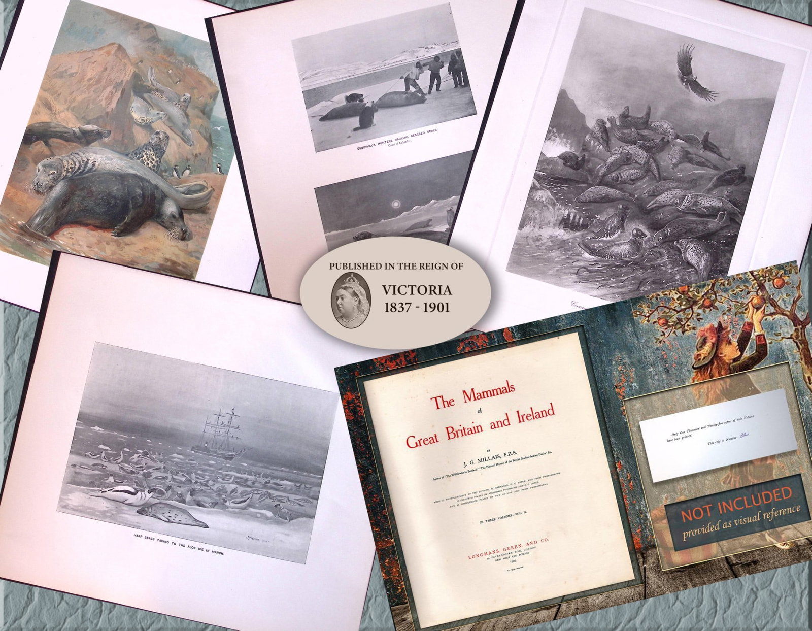 Job-Lot J.G. Millais Rare Limited-Edition Seal Family Species Antique Prints-12: Title: Job-Lot J.G. Millais Rare Limited-Edition Seal Family Species Antique Prints-12 Description: This Collection of 4 Rare First Edition Illustrated Prints Has Been Removed from an Antique