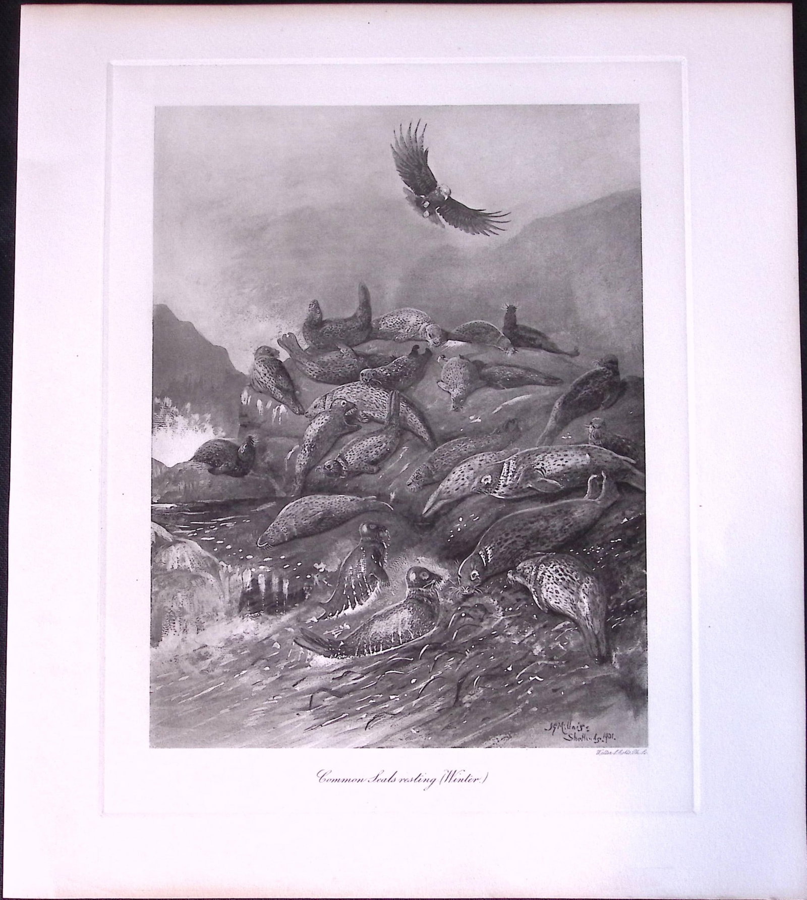Job-Lot J.G. Millais Rare Limited-Edition Seal Family Species Antique Prints-12 - 3