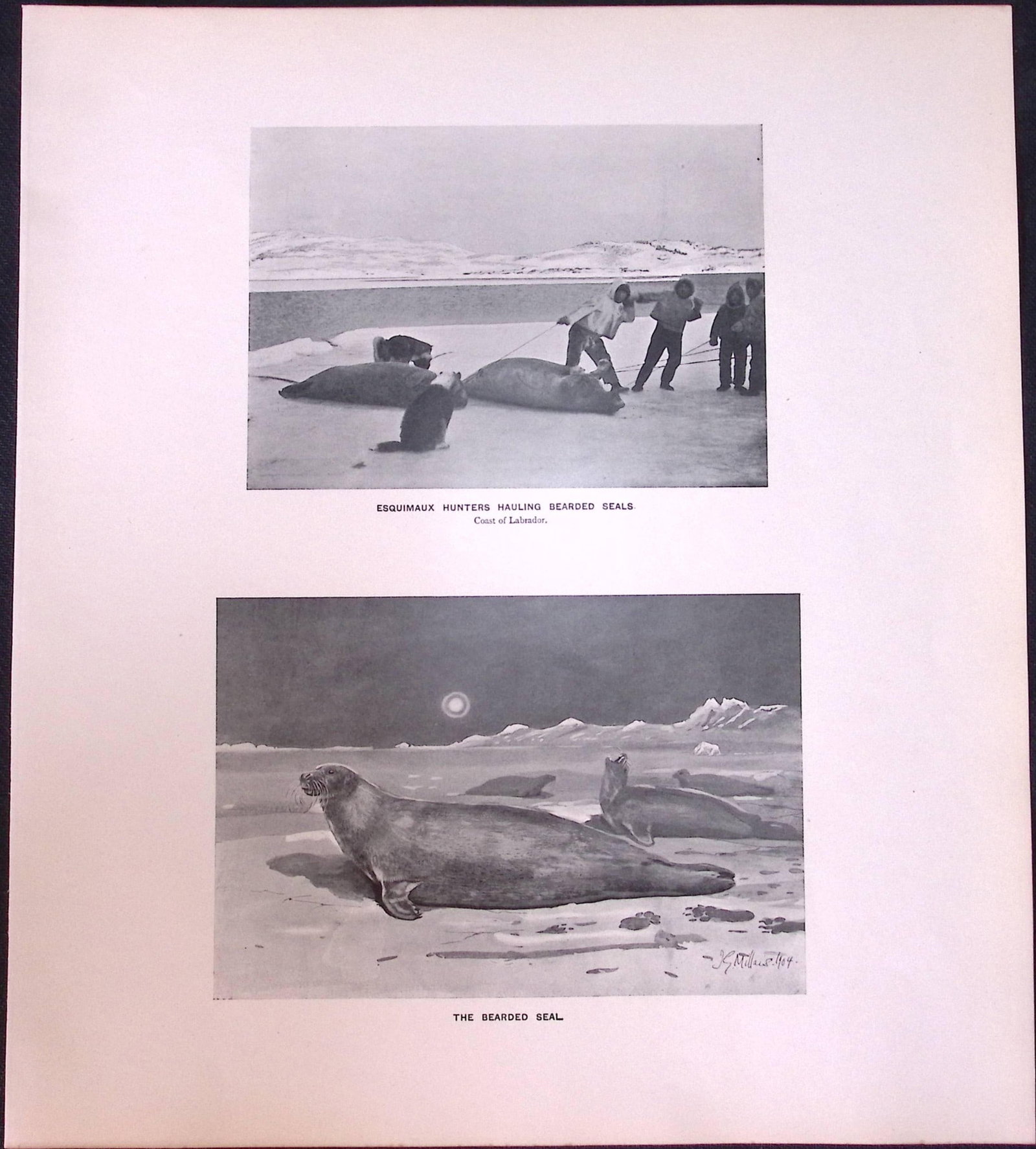Job-Lot J.G. Millais Rare Limited-Edition Seal Family Species Antique Prints-12 - 4