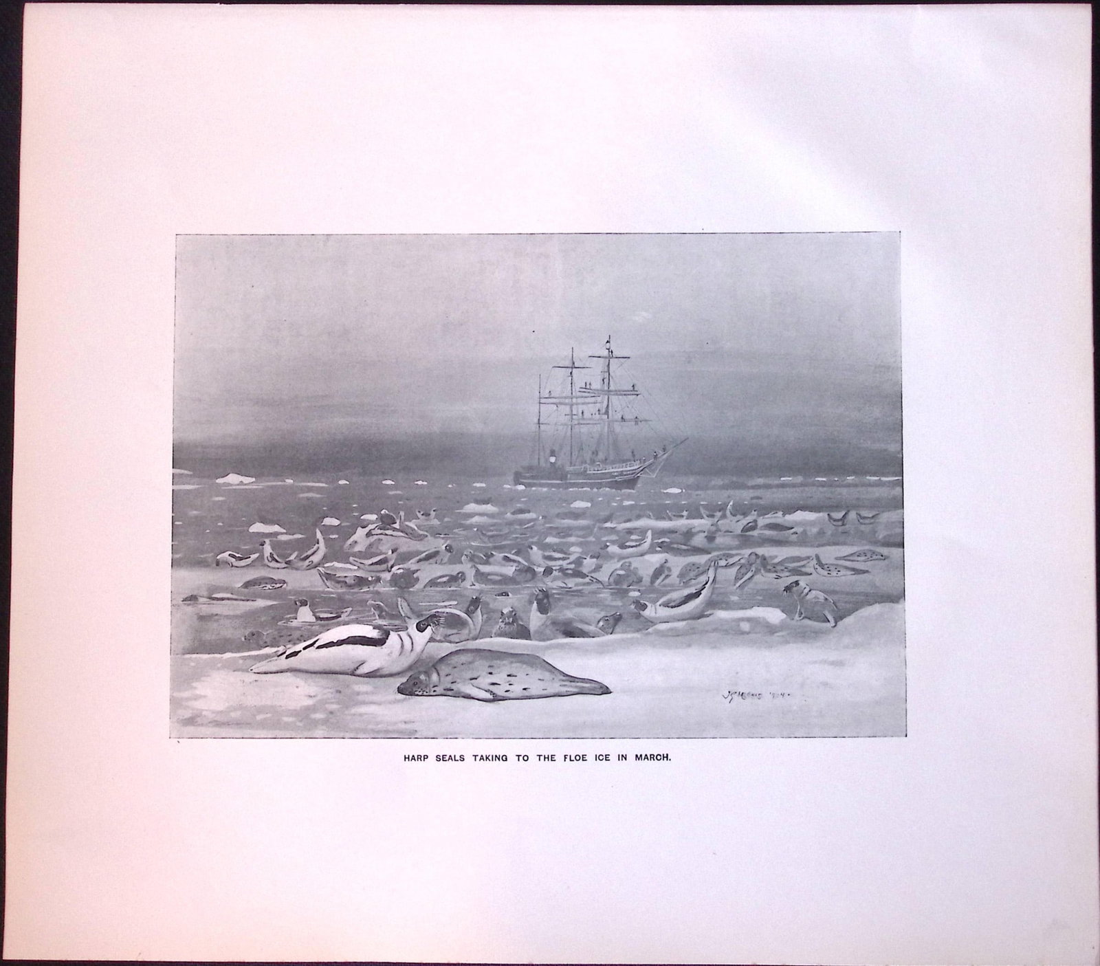 Job-Lot J.G. Millais Rare Limited-Edition Seal Family Species Antique Prints-12 - 5