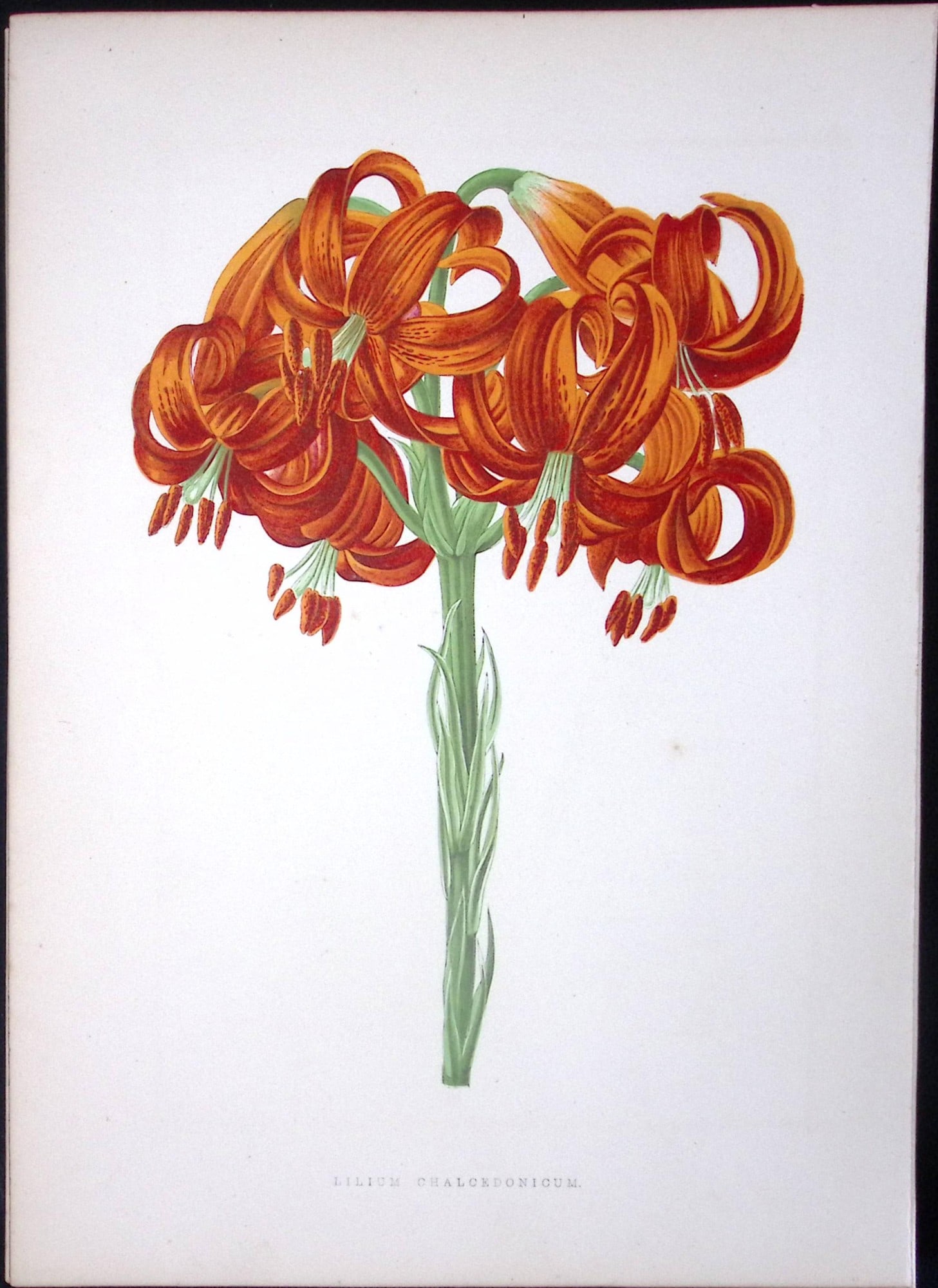 Scarlet Martagon Lily Flower Antique Shirley Hibbard Greenhouse Coloured Print-11: Title: Scarlet Martagon Lily Flower Antique Shirley Hibbard Greenhouse Coloured Print-11 Description: This Coloured Antique Print Measure Approximately 9.5” X 6.5” (Inches) 274. x