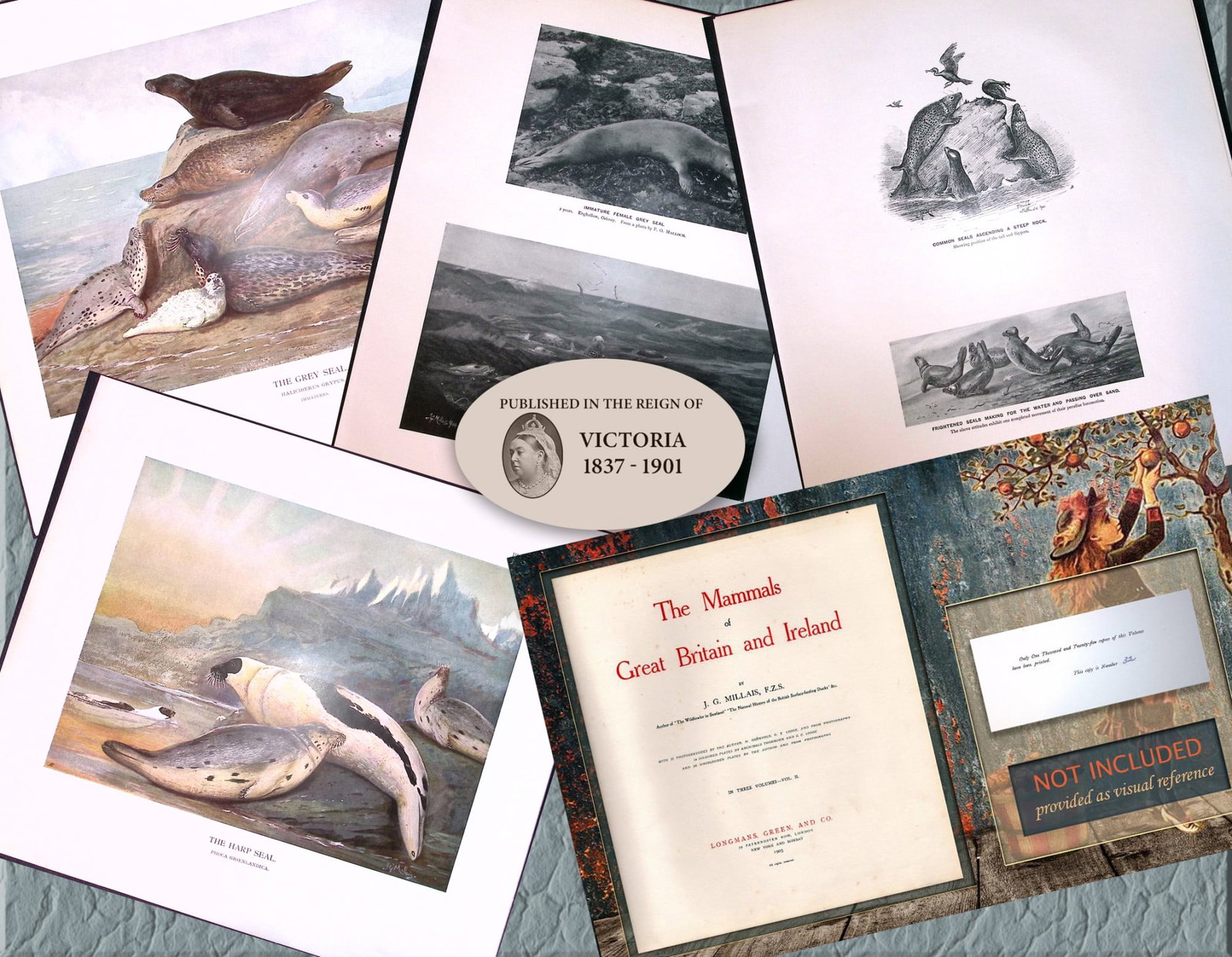 Job-Lot J.G. Millais Rare Limited-Edition Seal Family Species Antique Prints-14: Title: Job-Lot J.G. Millais Rare Limited-Edition Seal Family Species Antique Prints-14 Description: This Collection of 4 Rare First Edition Illustrated Prints Has Been Removed from an Antique