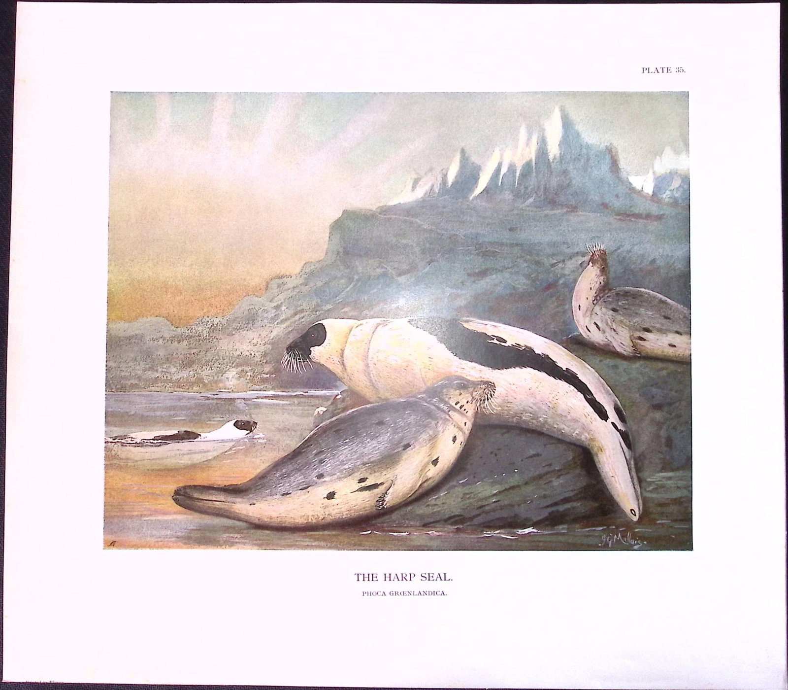 Job-Lot J.G. Millais Rare Limited-Edition Seal Family Species Antique Prints-14 - 2