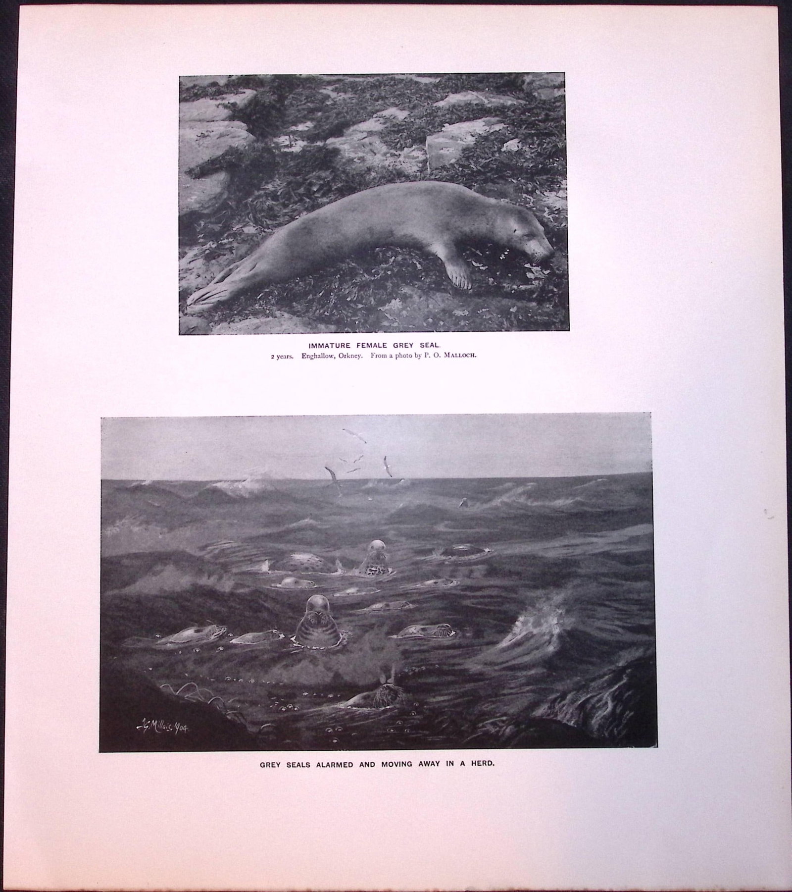 Job-Lot J.G. Millais Rare Limited-Edition Seal Family Species Antique Prints-14 - 3