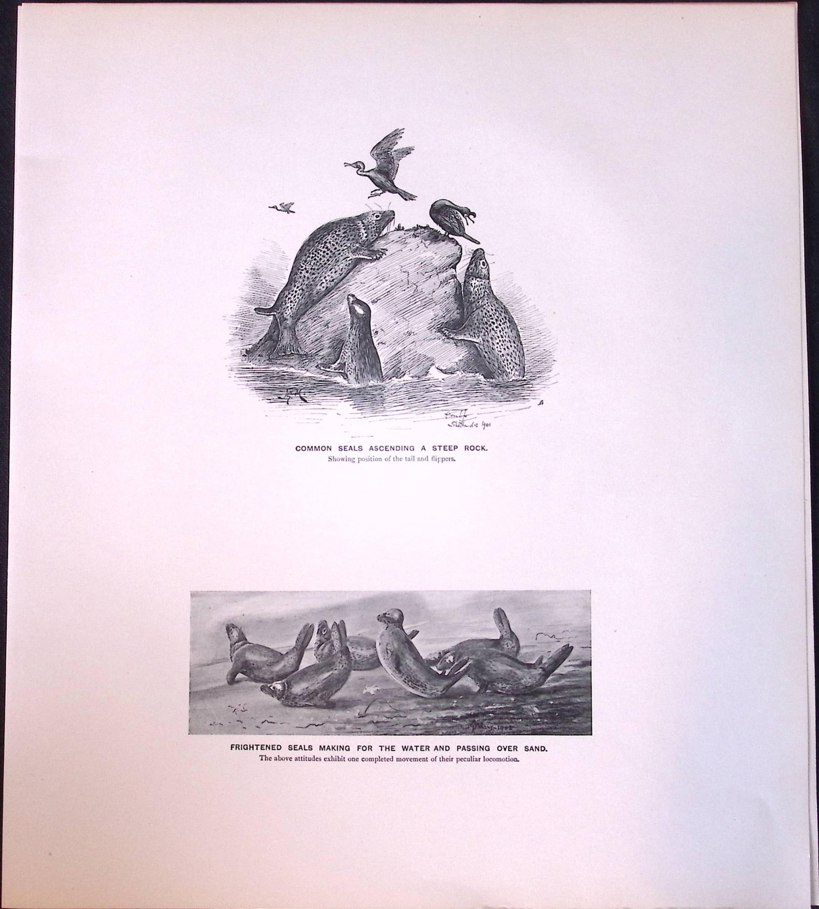 Job-Lot J.G. Millais Rare Limited-Edition Seal Family Species Antique Prints-14 - 4
