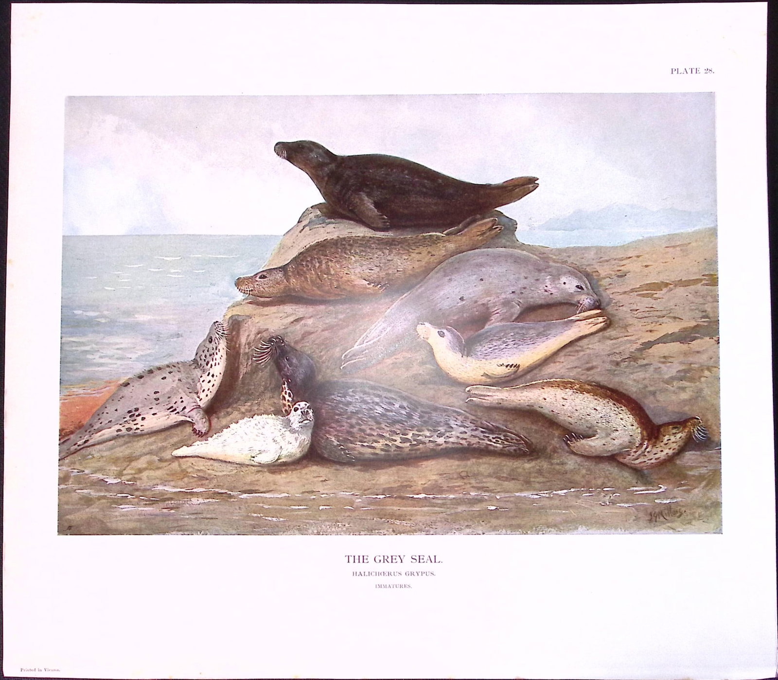 Job-Lot J.G. Millais Rare Limited-Edition Seal Family Species Antique Prints-14 - 5