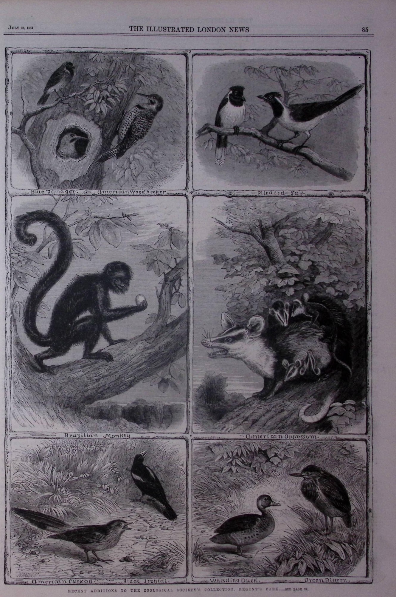 The Illustrated London News Antique Bound Edition July-Dec 1864 Over 650 Pages. - 8
