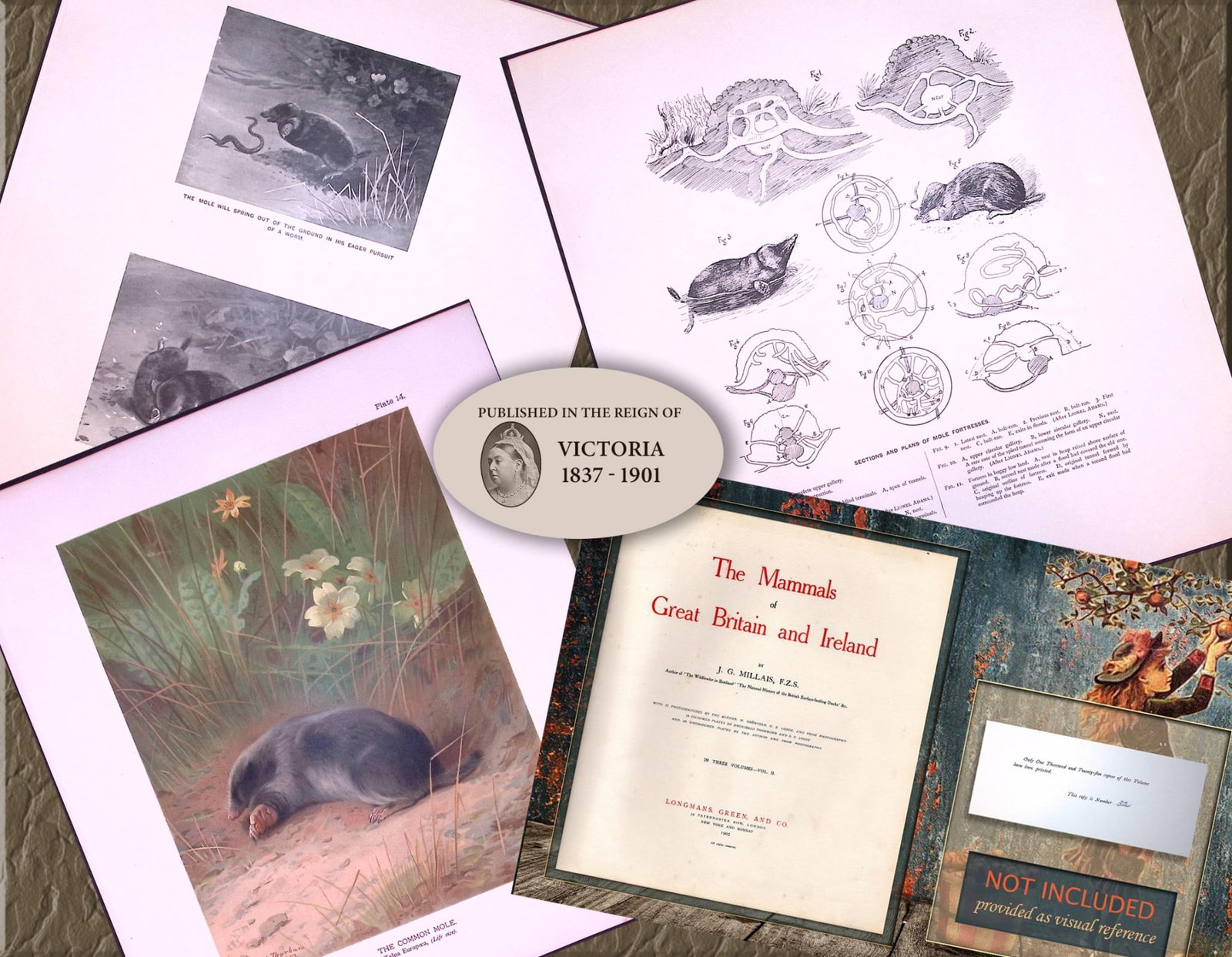 Job-Lot J.G. Millais Rare Limited-Edition Mole Family Species Antique Prints-22 (1 of 6)