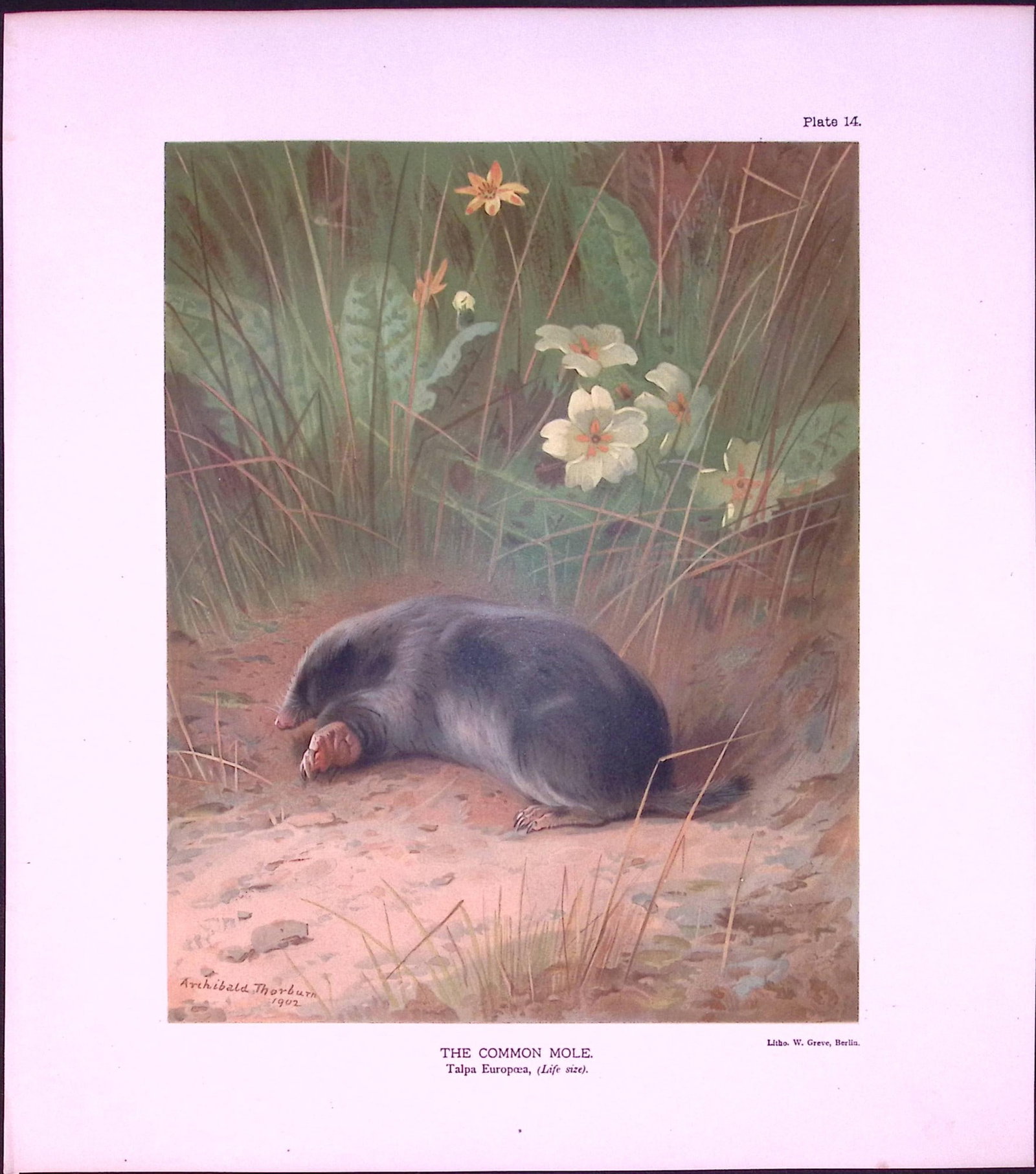 Job-Lot J.G. Millais Rare Limited-Edition Mole Family Species Antique Prints-22 - 2