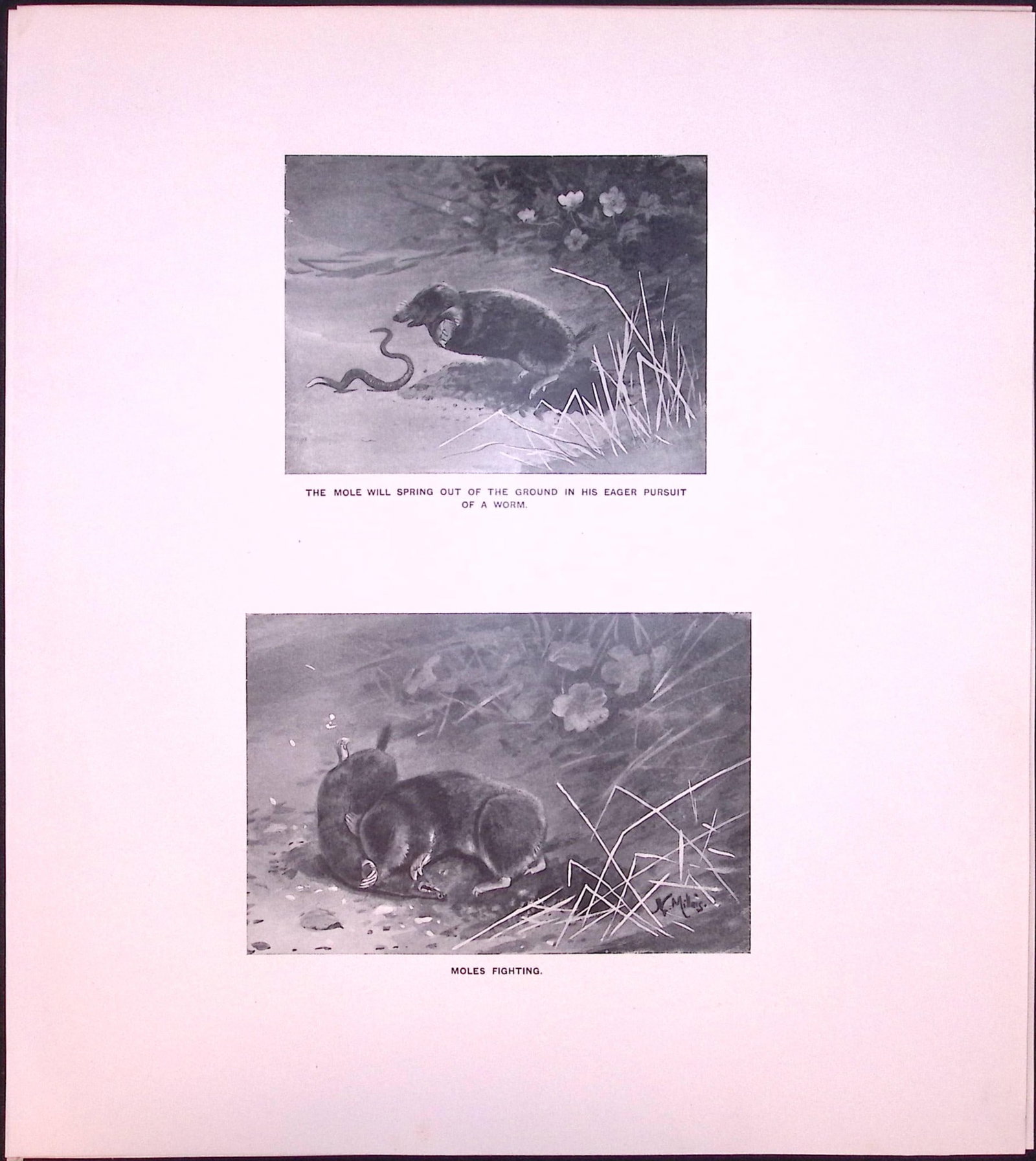 Job-Lot J.G. Millais Rare Limited-Edition Mole Family Species Antique Prints-22 - 3