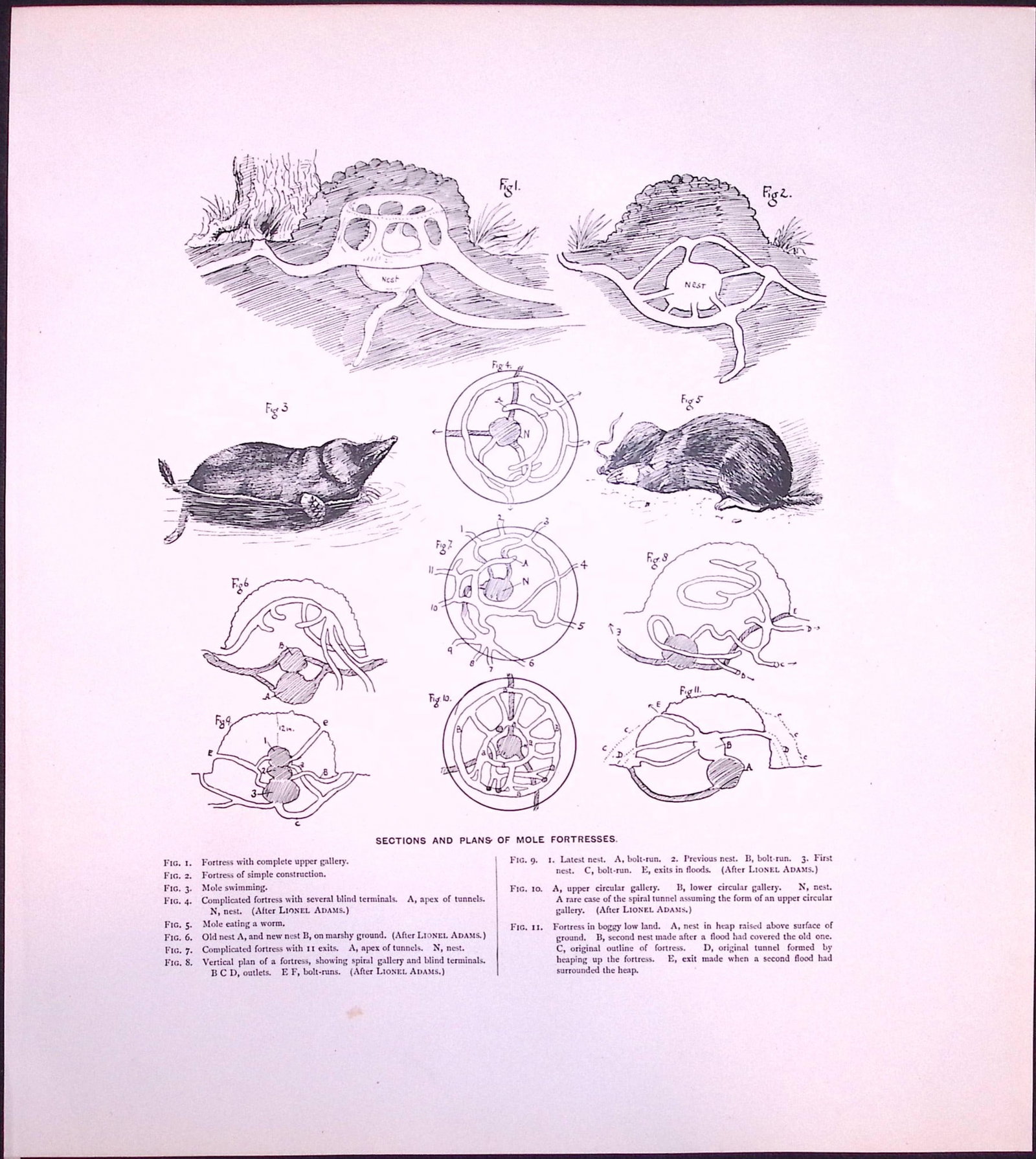 Job-Lot J.G. Millais Rare Limited-Edition Mole Family Species Antique Prints-22 - 4