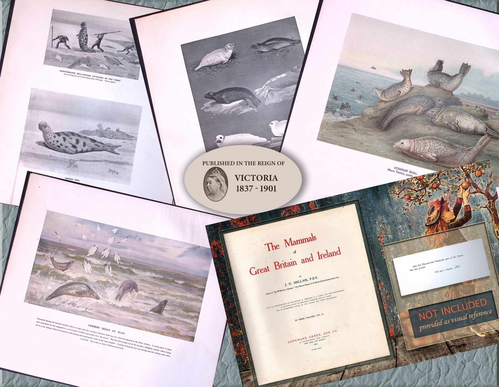 Job-Lot J.G. Millais Rare Limited-Edition Seal Family Species Antique Prints-13 (1 of 7)
