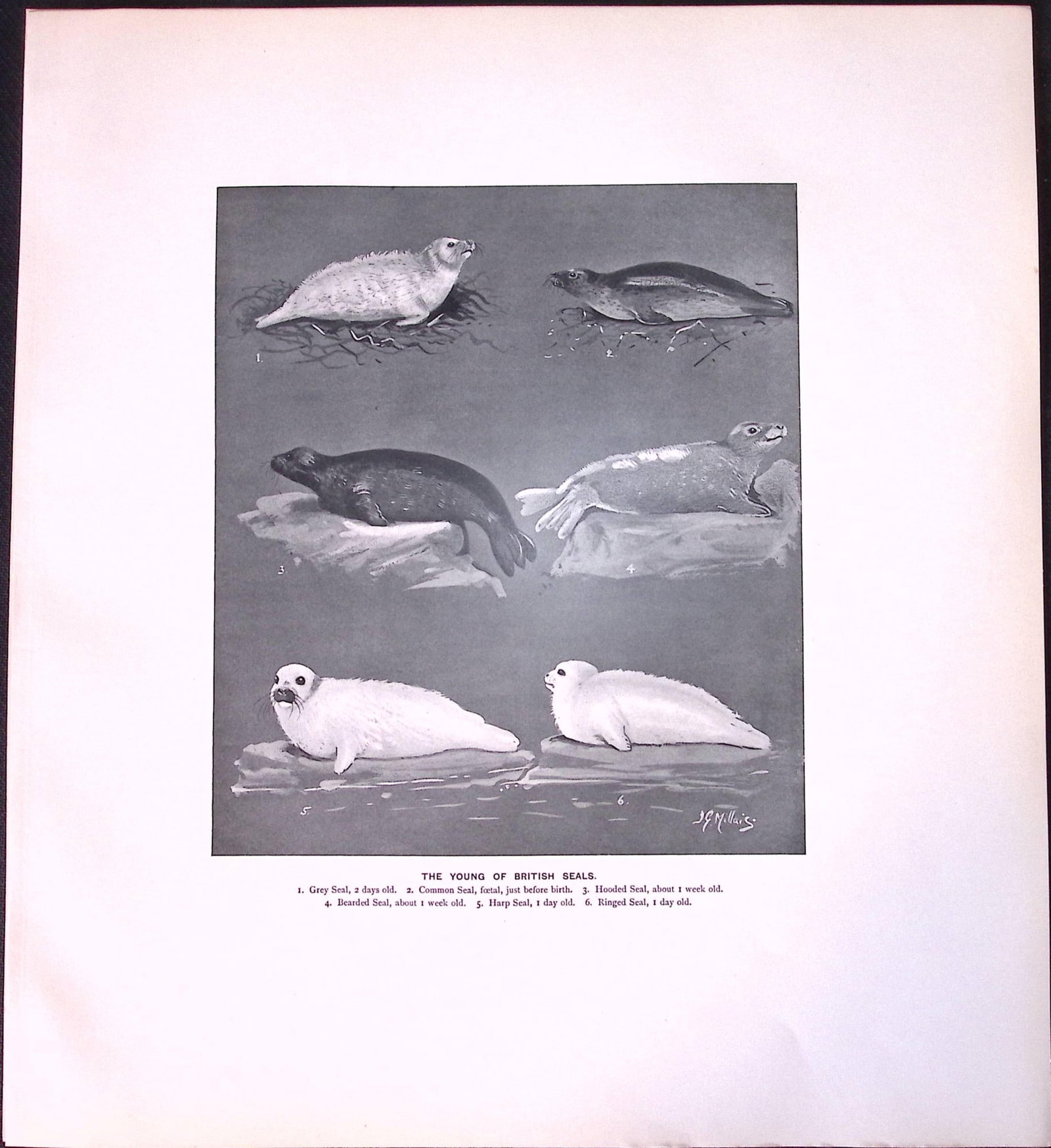 Job-Lot J.G. Millais Rare Limited-Edition Seal Family Species Antique Prints-13 - 4