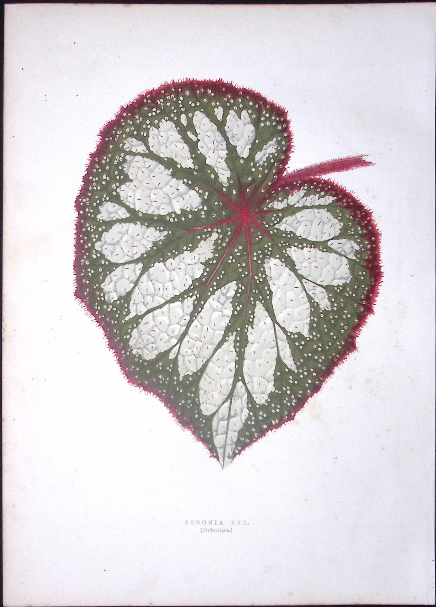 Begonia Rex Flower Antique Shirley Hibbard Greenhouse Coloured Print-1: Title: Begonia Rex Flower Antique Shirley Hibbard Greenhouse Coloured Print-1 Description: This Coloured Antique Print Measure Approximately 9.5” X 6.5” (Inches) 274. x 241.3 (mm).