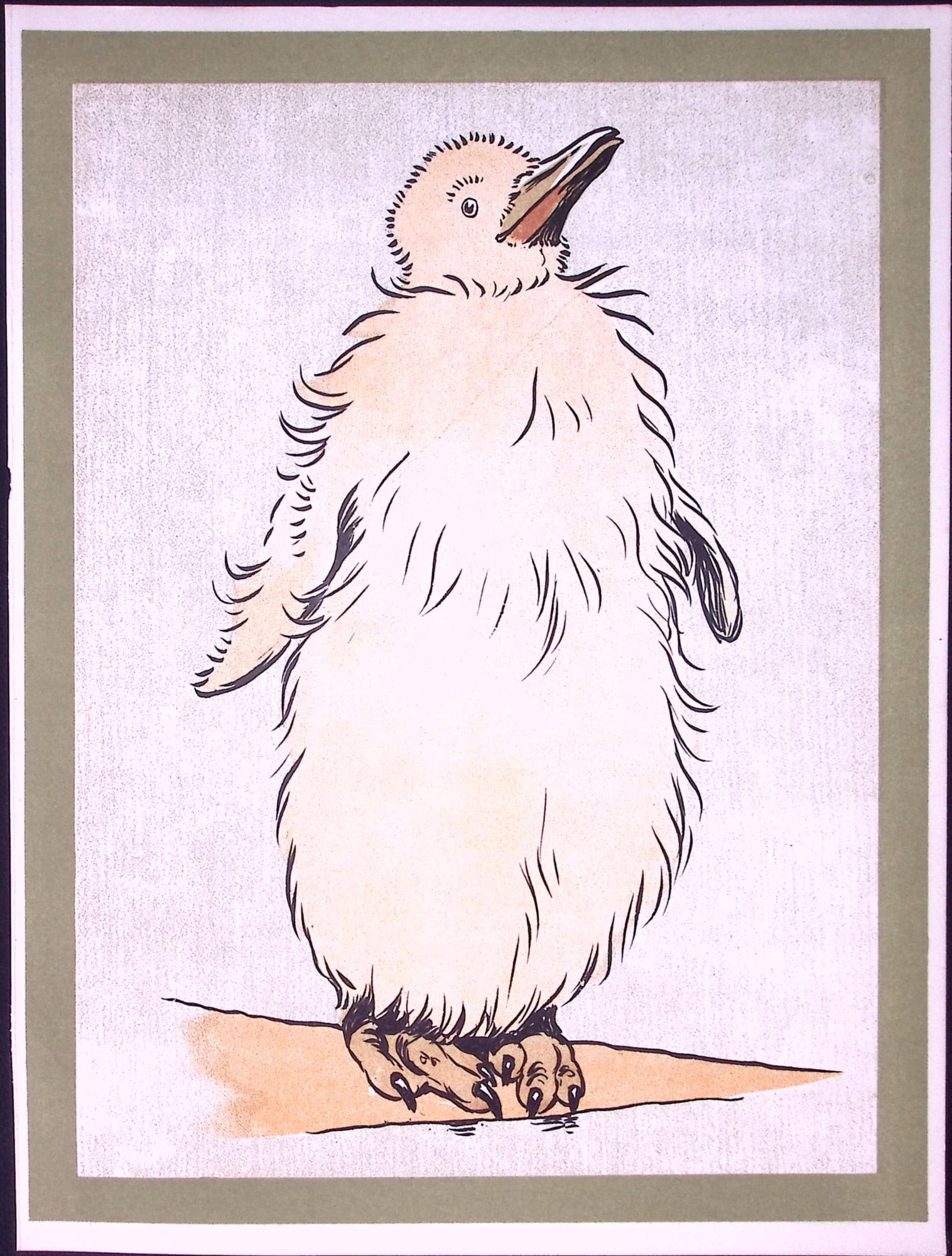 Cecil Aldin Antique Zoo Babies Scarce Illustration “Baby King Penguin”-22: Title: Cecil Aldin Antique Zoo Babies Scarce Illustration “Baby King Penguin”-22 Description: This Difficult to Obtain Illustration Has Been Removed from an Original Edition of.