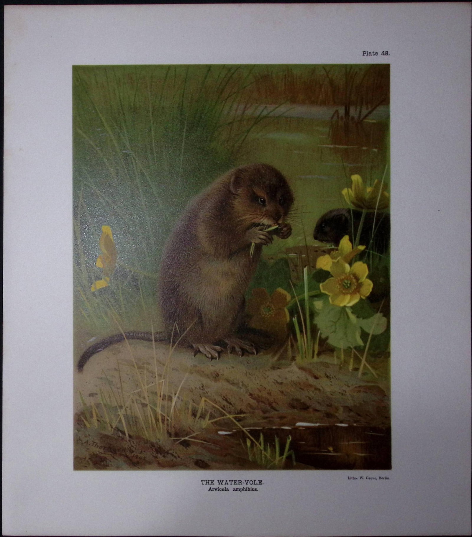 Job-Lot J.G. Millais Rare Limited-Edition The Vole Family Antique Prints-25 - 3