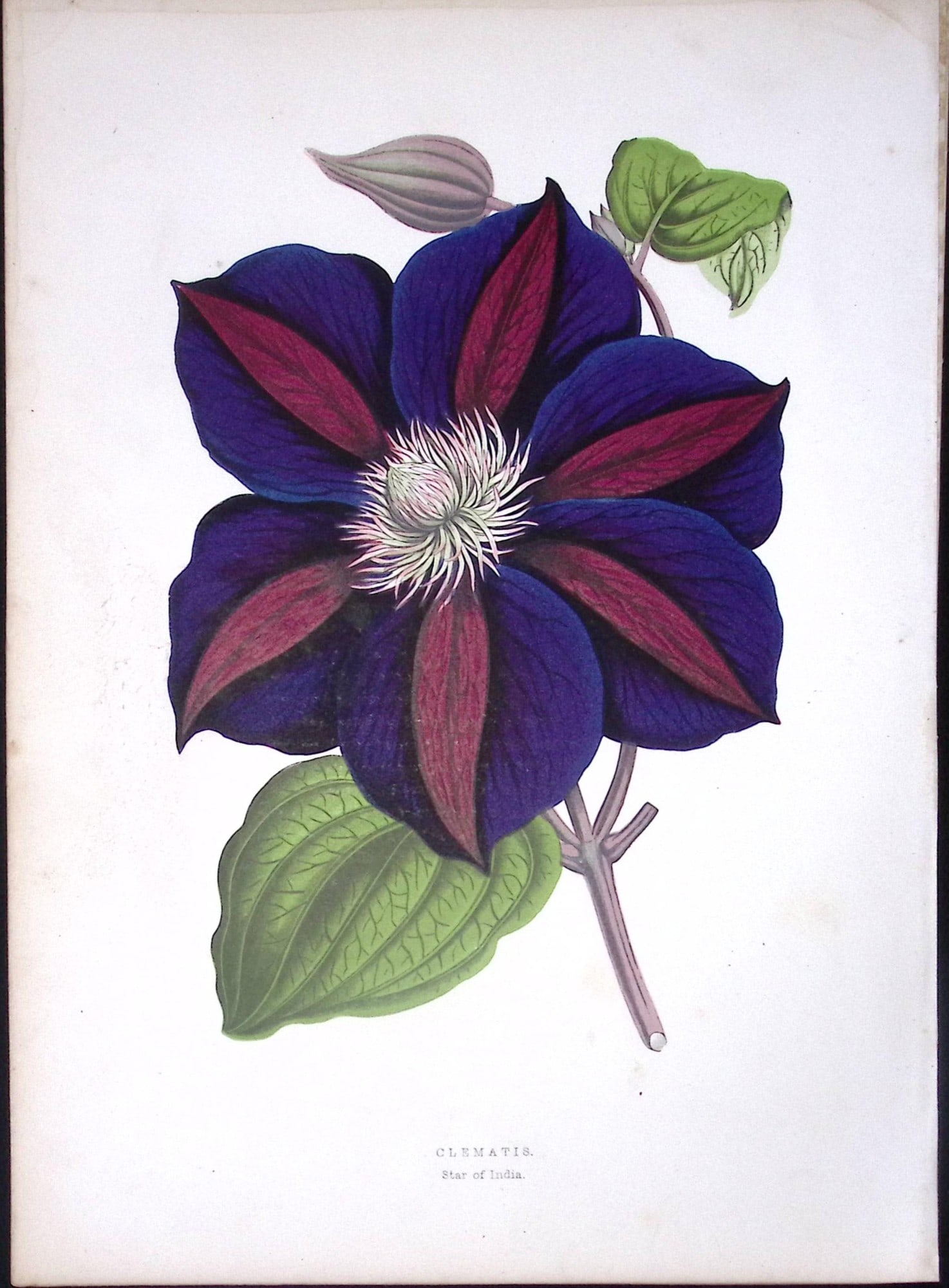 Clematis Flower Antique Shirley Hibbard Greenhouse Coloured Print-25: Title: Clematis Flower Antique Shirley Hibbard Greenhouse Coloured Print-25 Description: This Coloured Antique Print Measure Approximately 9.5” X 6.5” (Inches) 274. x 241.3 (mm).