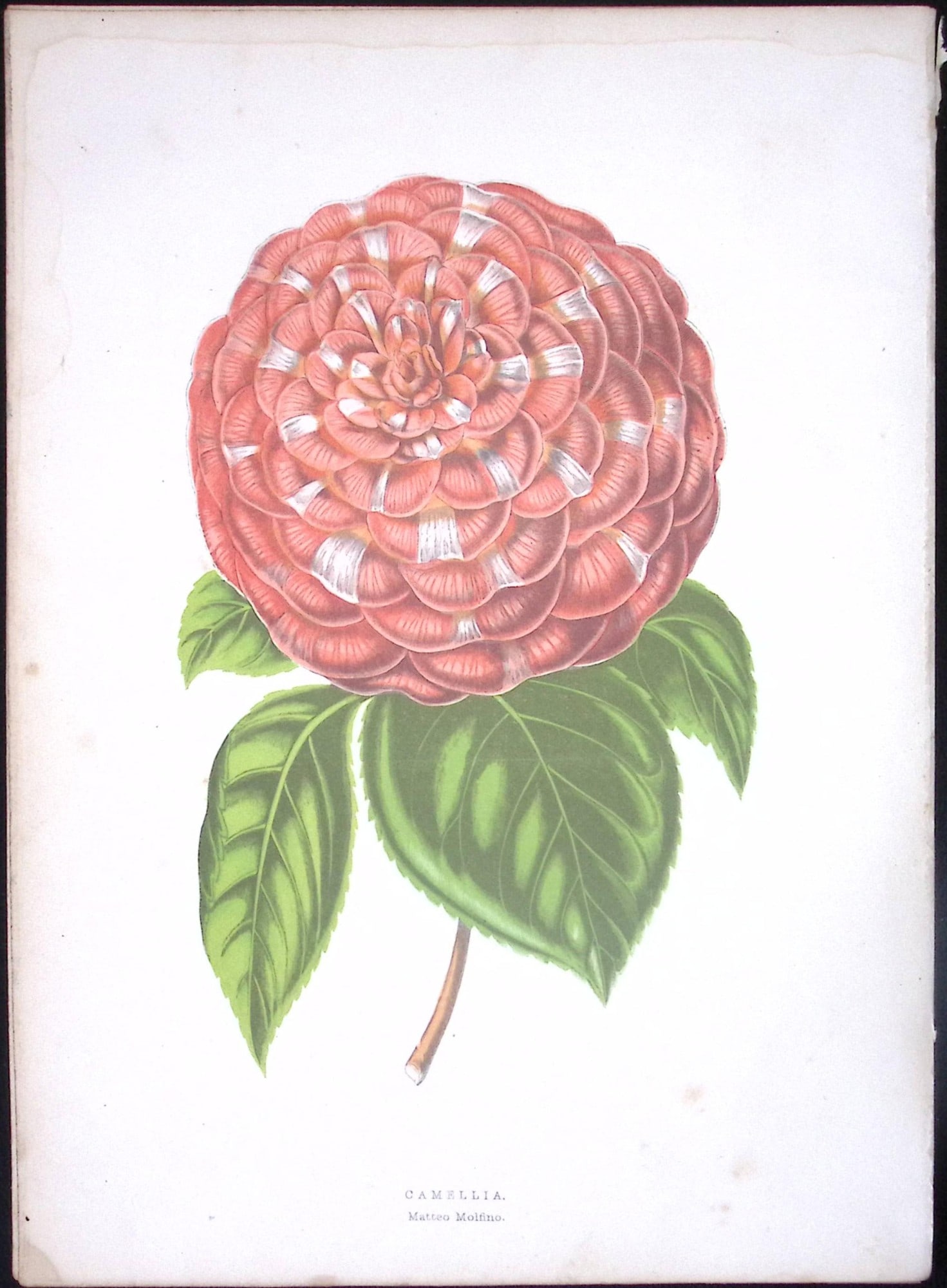 Camellia Flower Antique Shirley Hibbard Greenhouse Coloured Print-31: Title: Camellia Flower Antique Shirley Hibbard Greenhouse Coloured Print-31 Description: This Coloured Antique Print Measure Approximately 9.5” X 6.5” (Inches) 274. x 241.3 (mm).